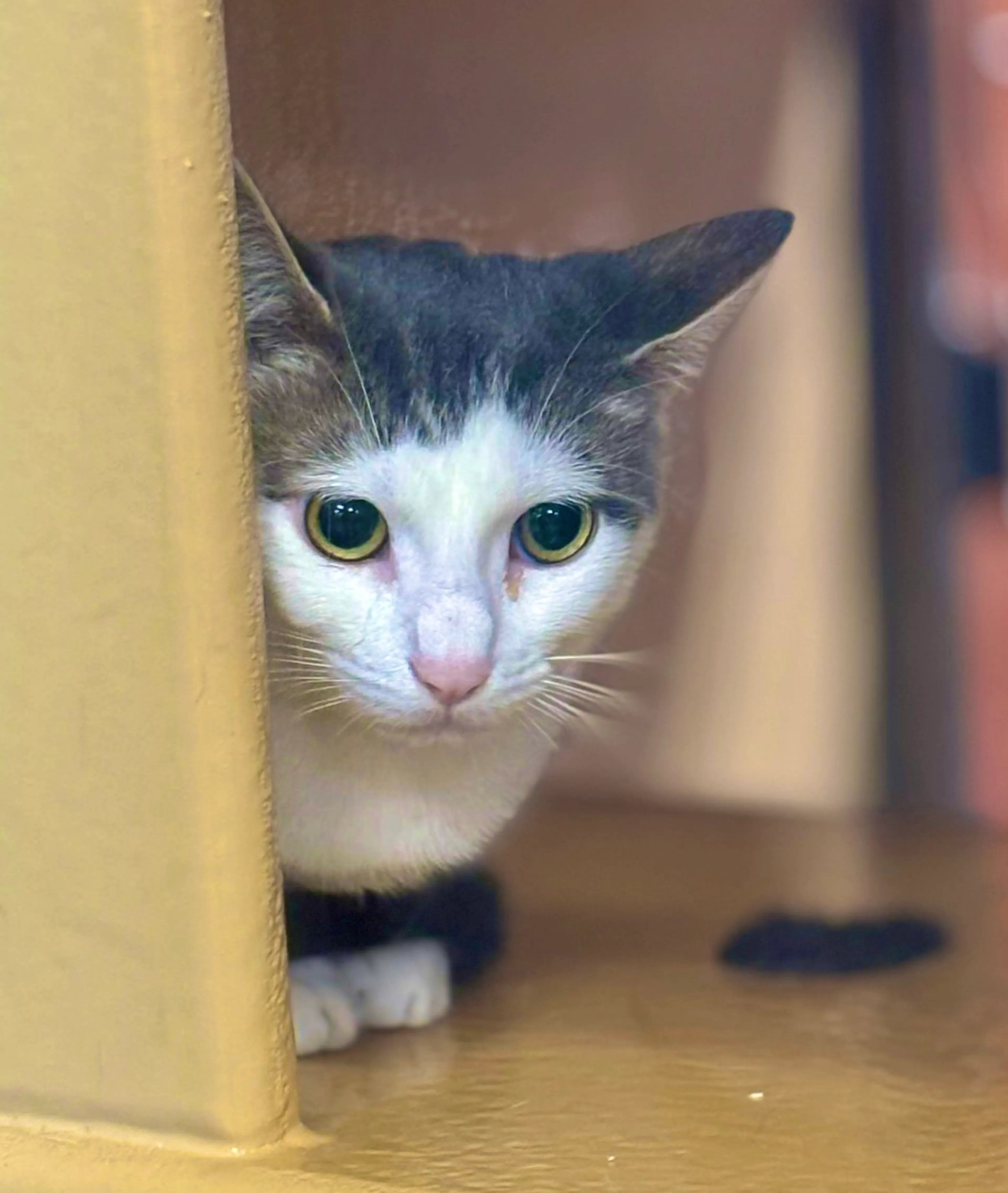 Found pet-6