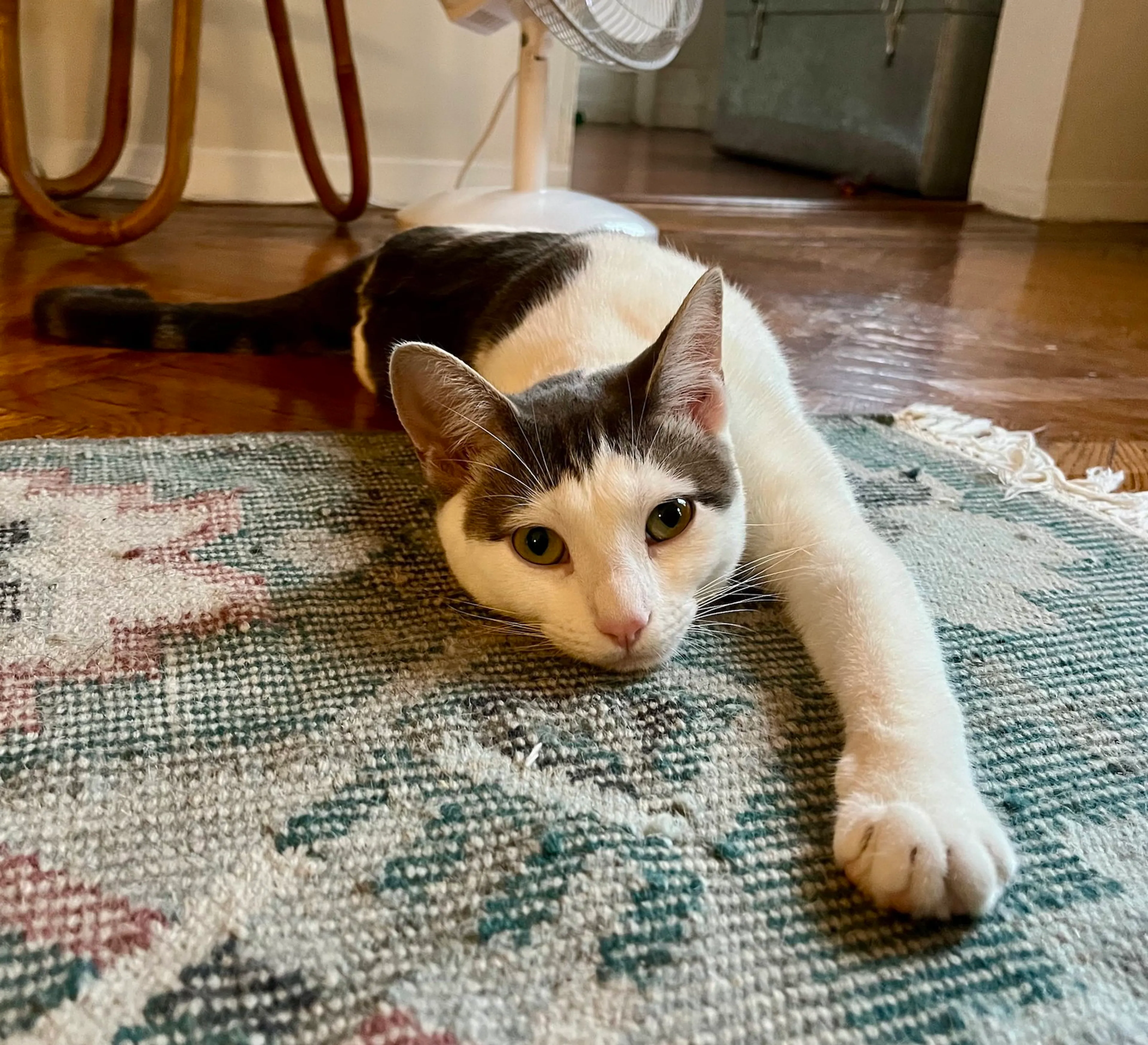 Found pet-3