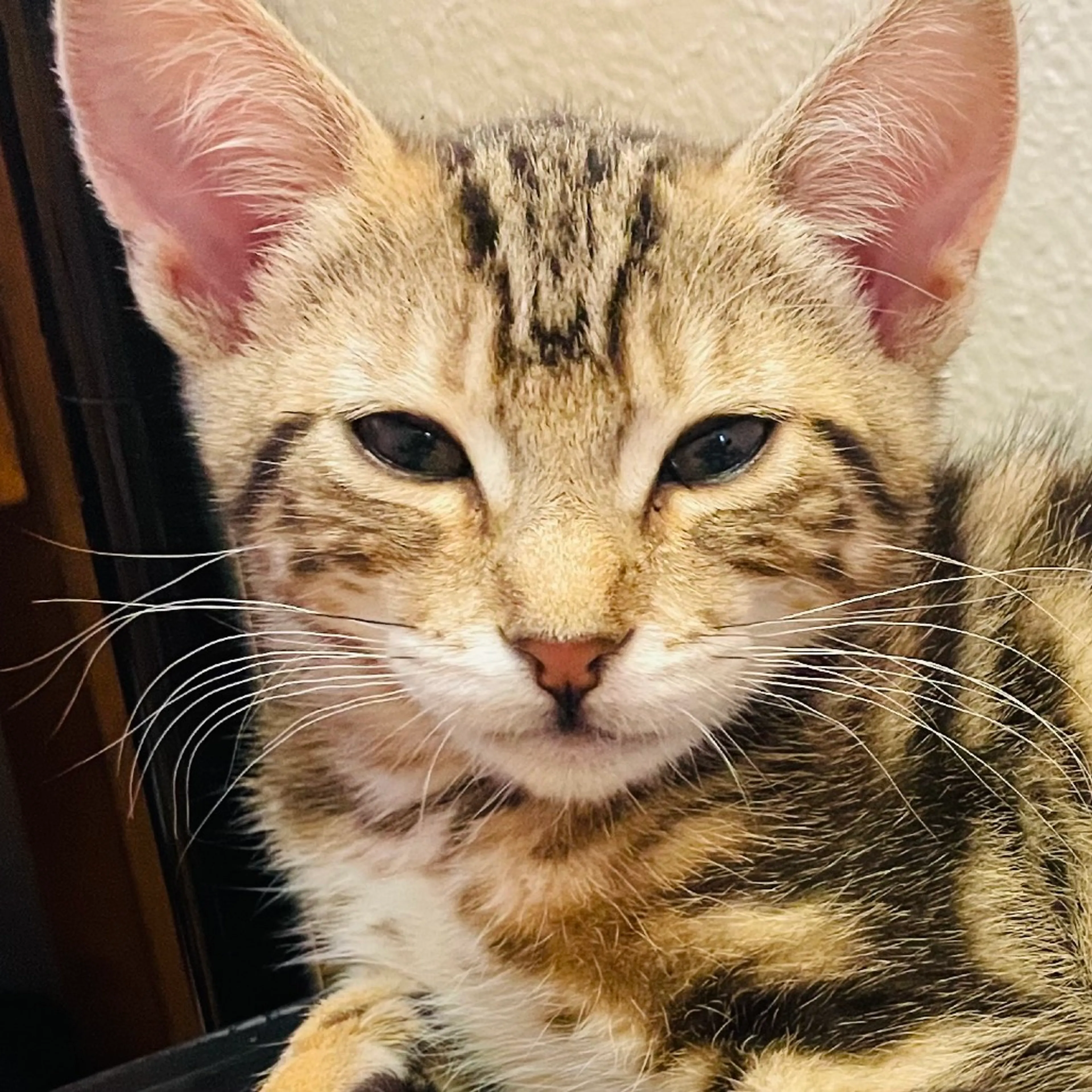 Found pet-1