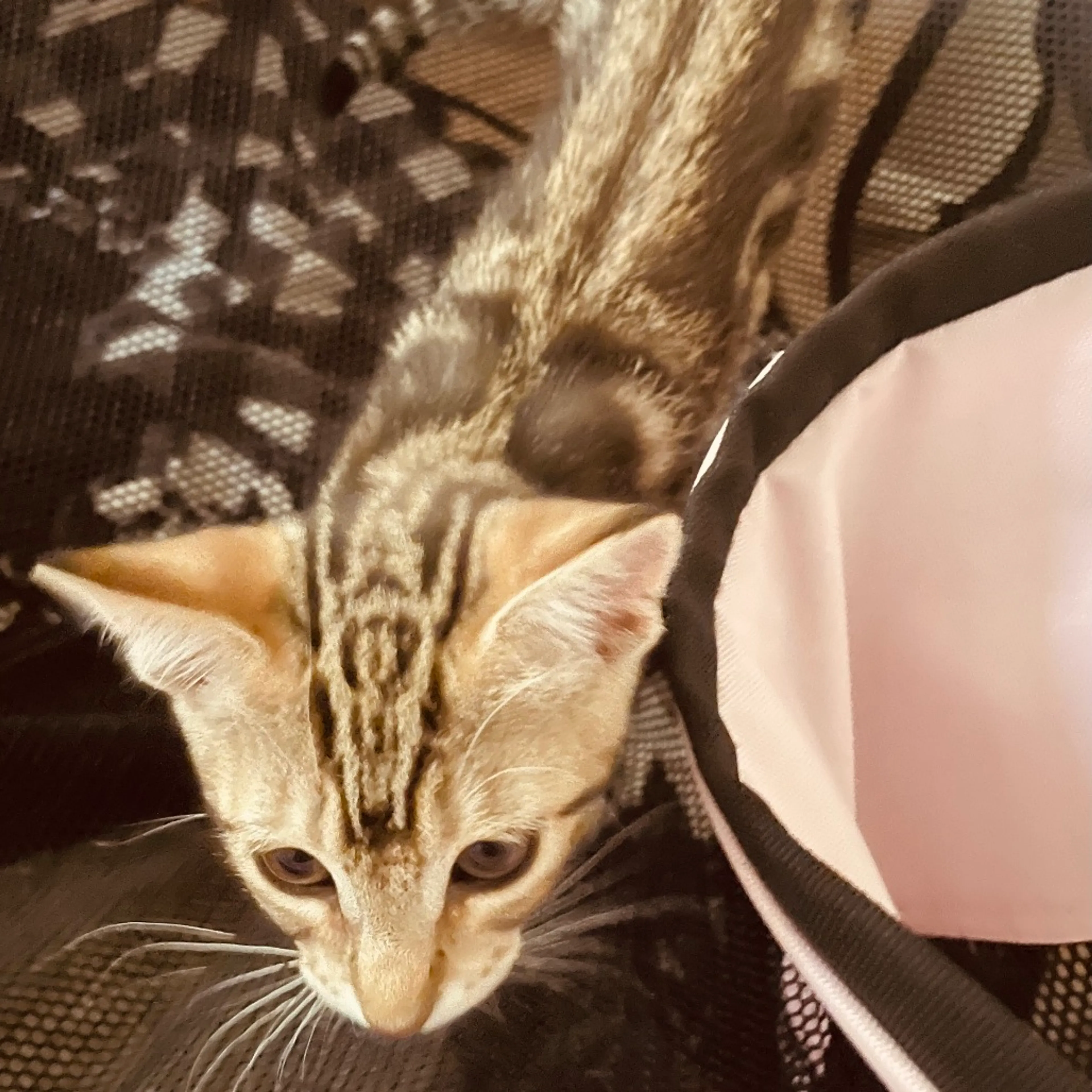 Found pet-2