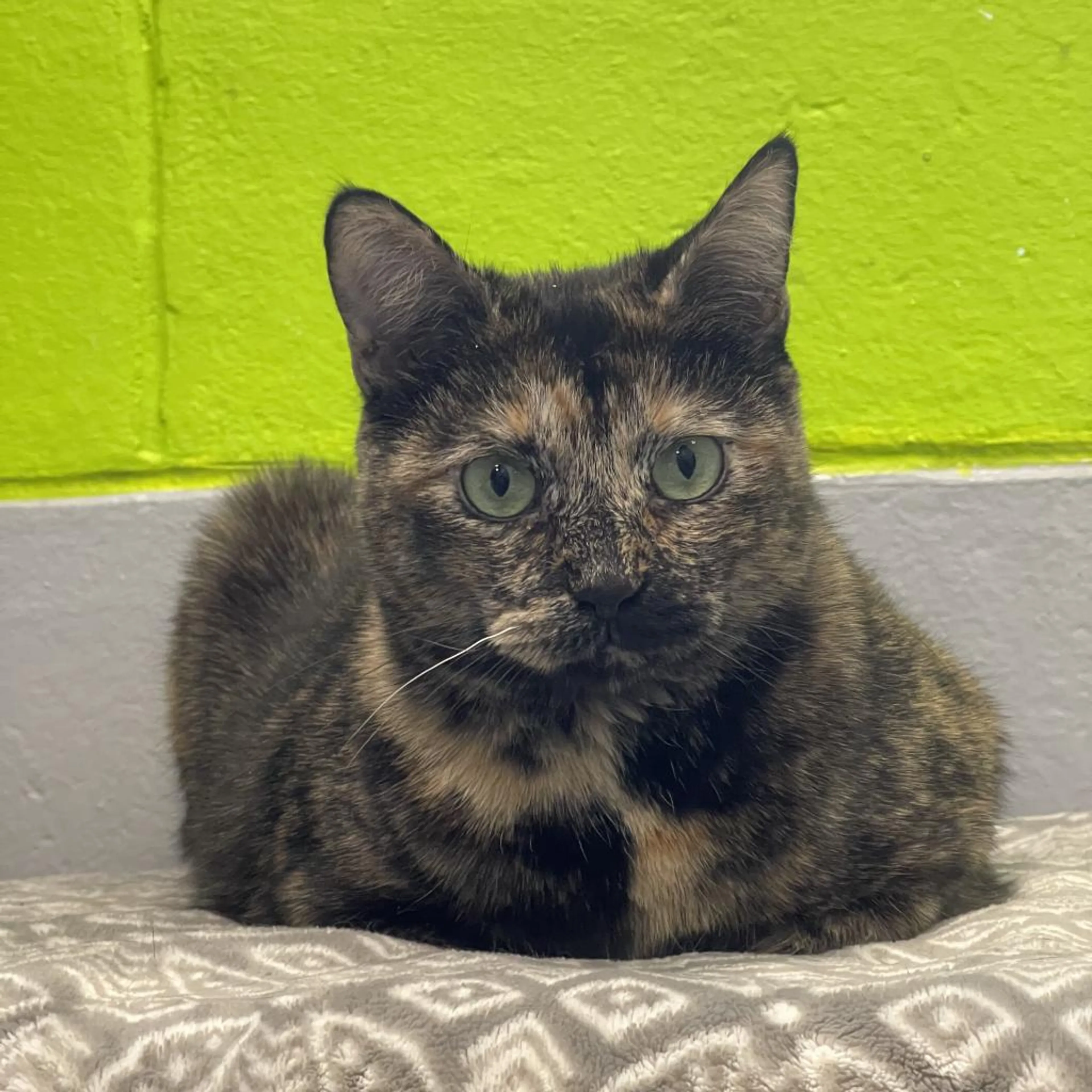 Found pet-1