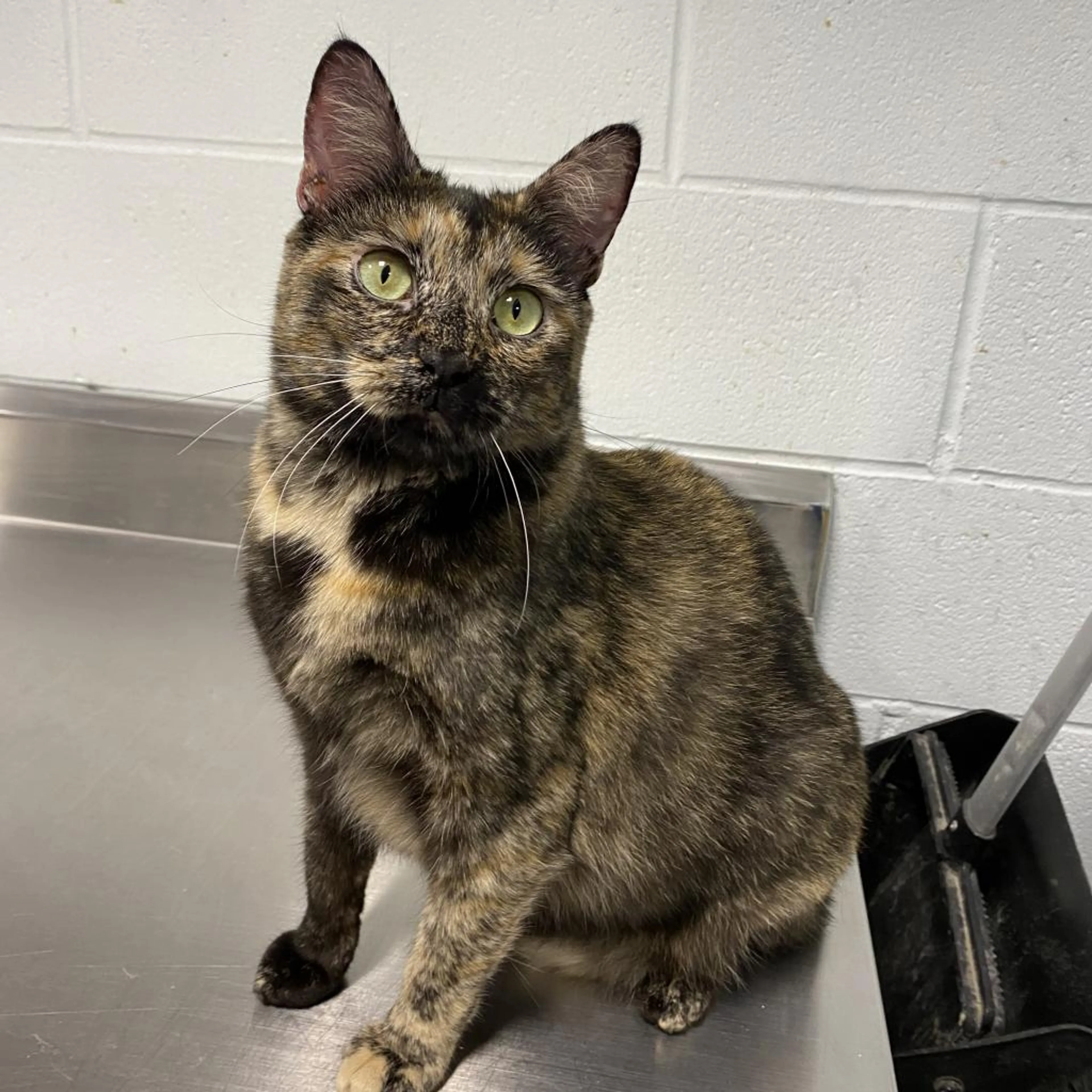 Found pet-4