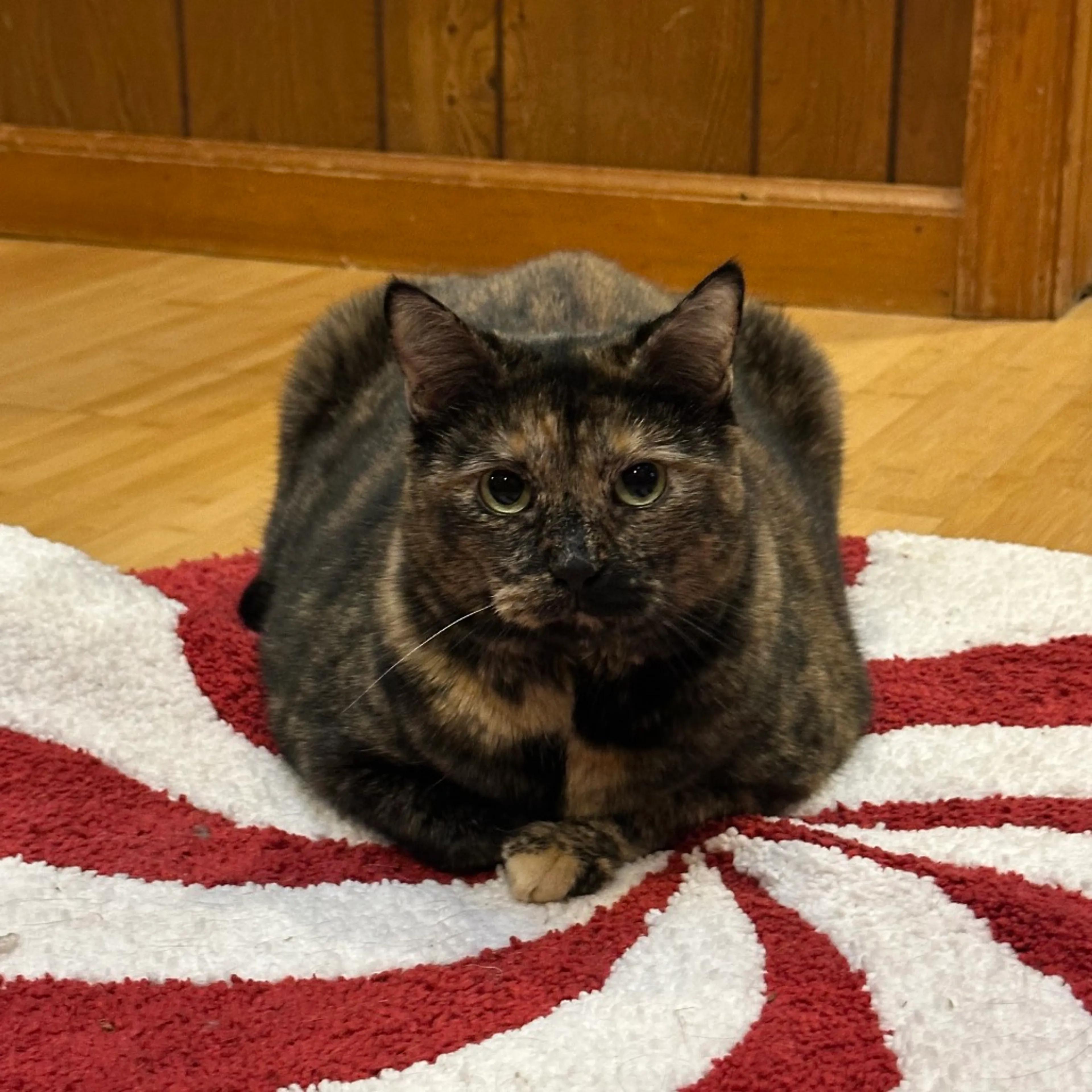 Found pet-6