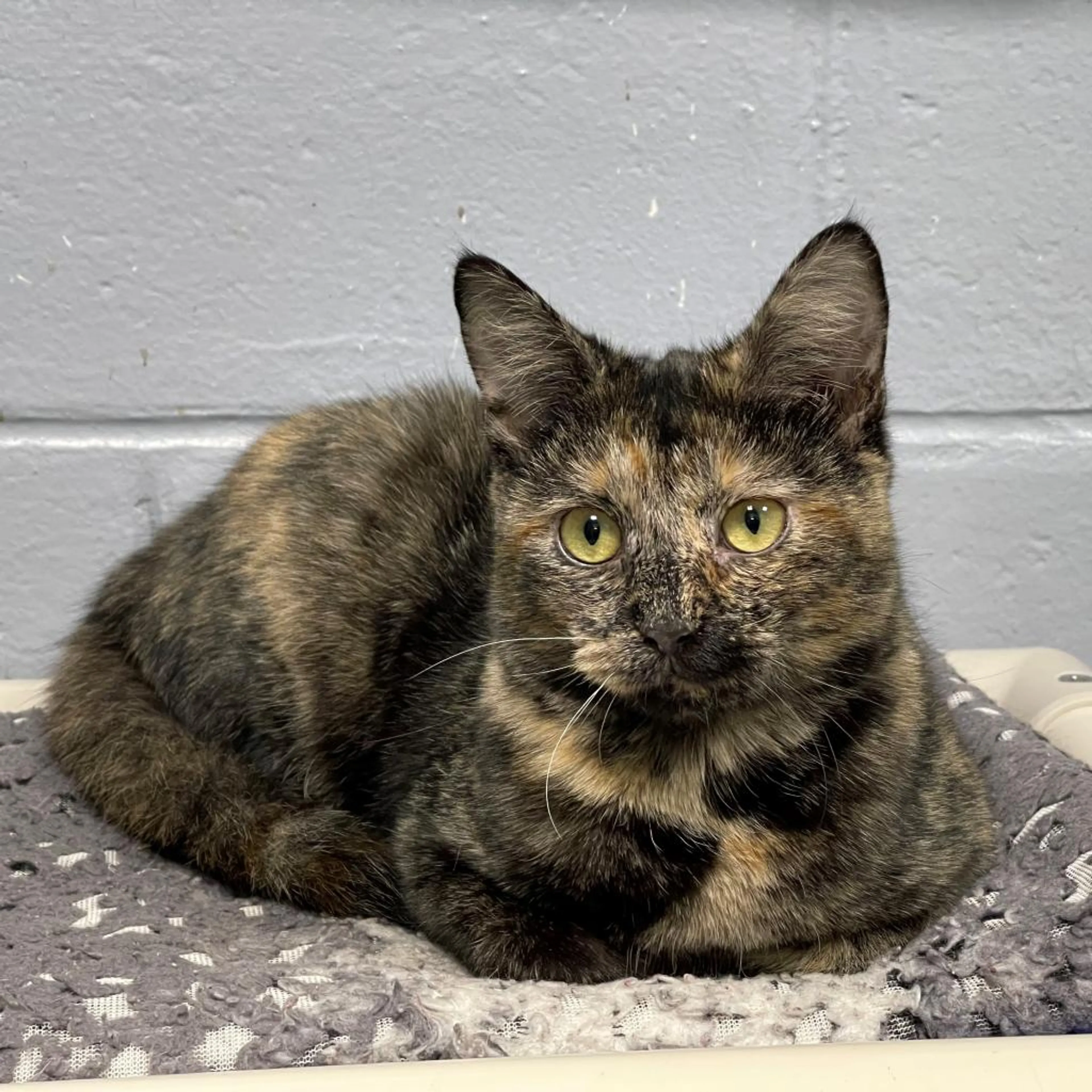 Found pet-5