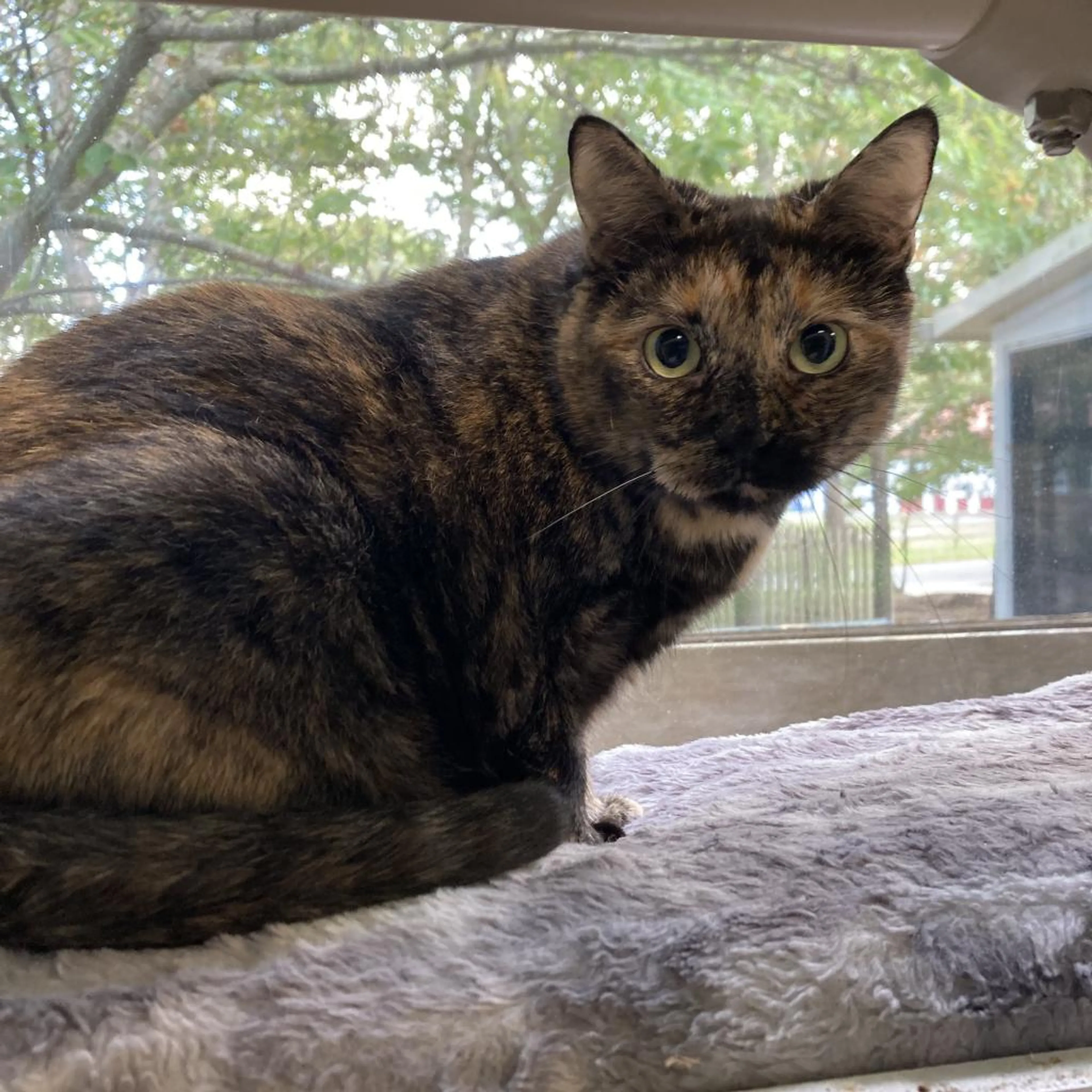 Found pet-2