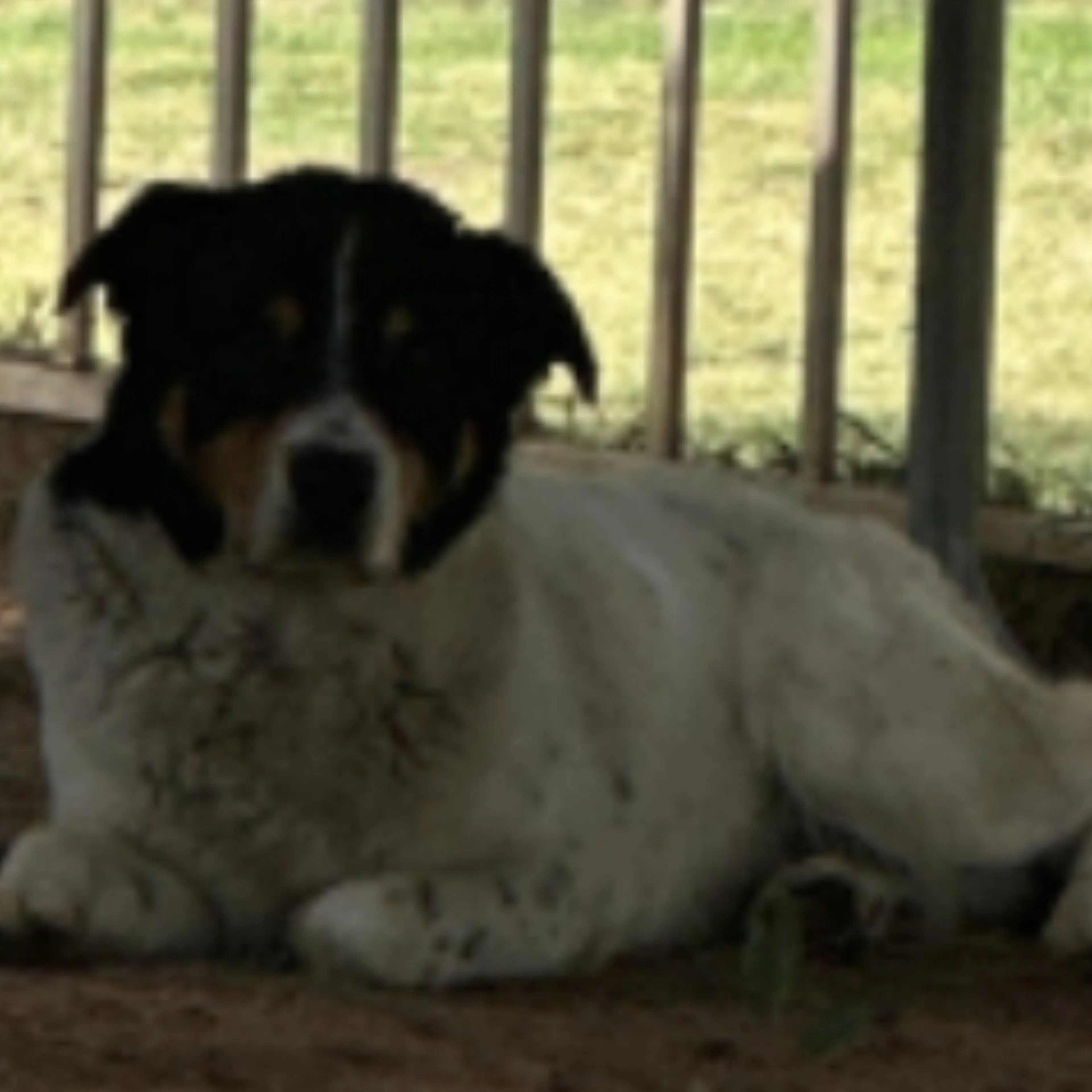 Lost pet-1