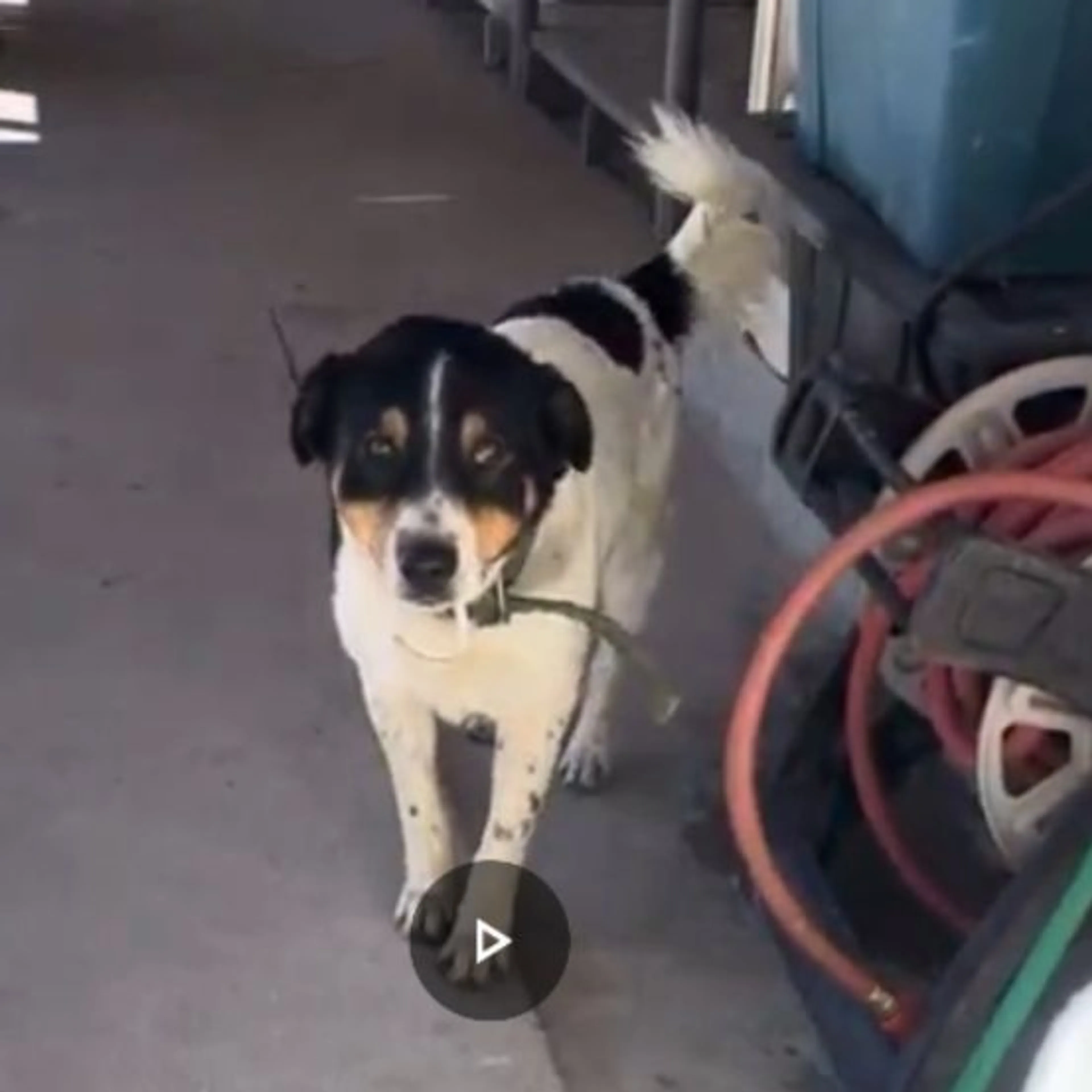 Lost pet-0