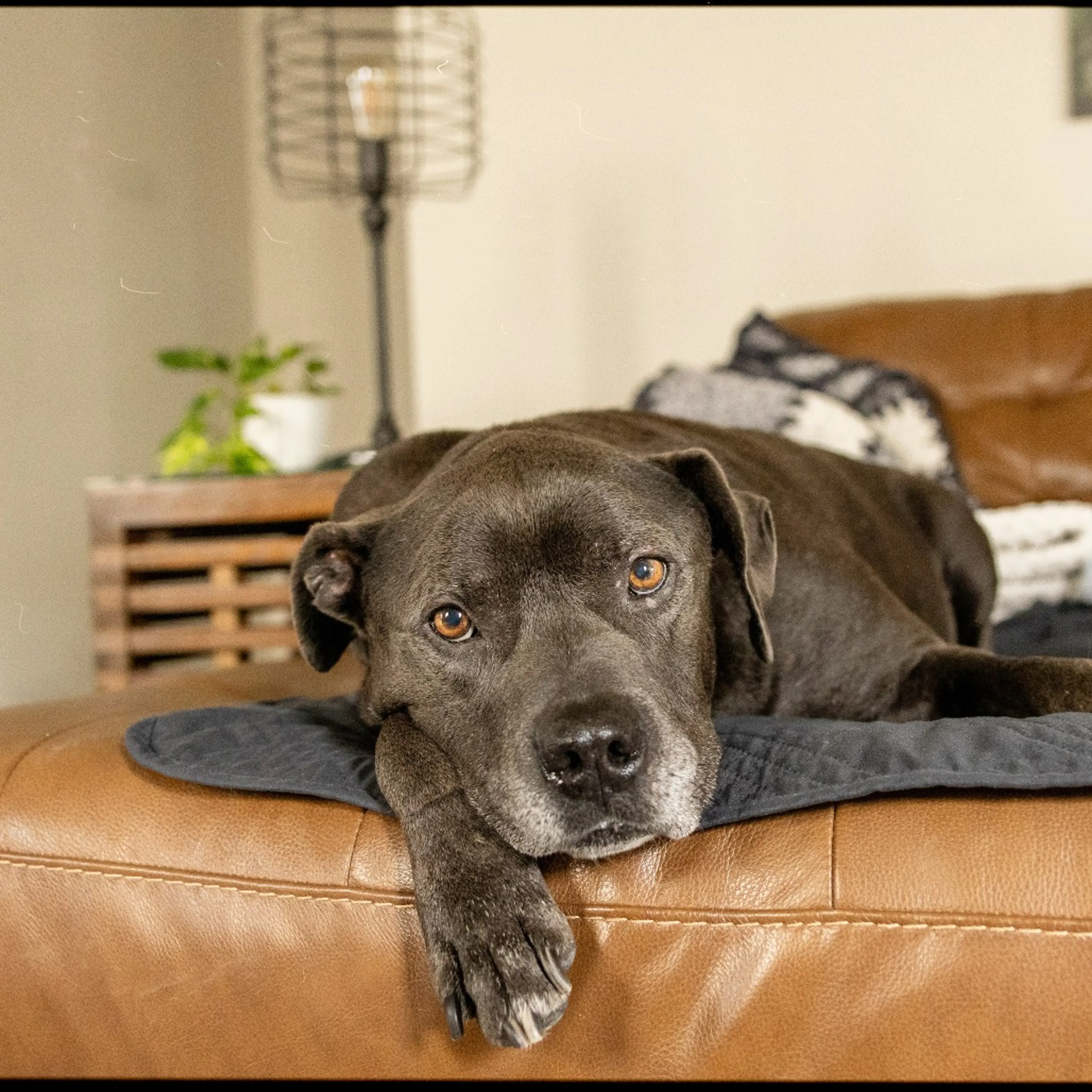 Found pet-13