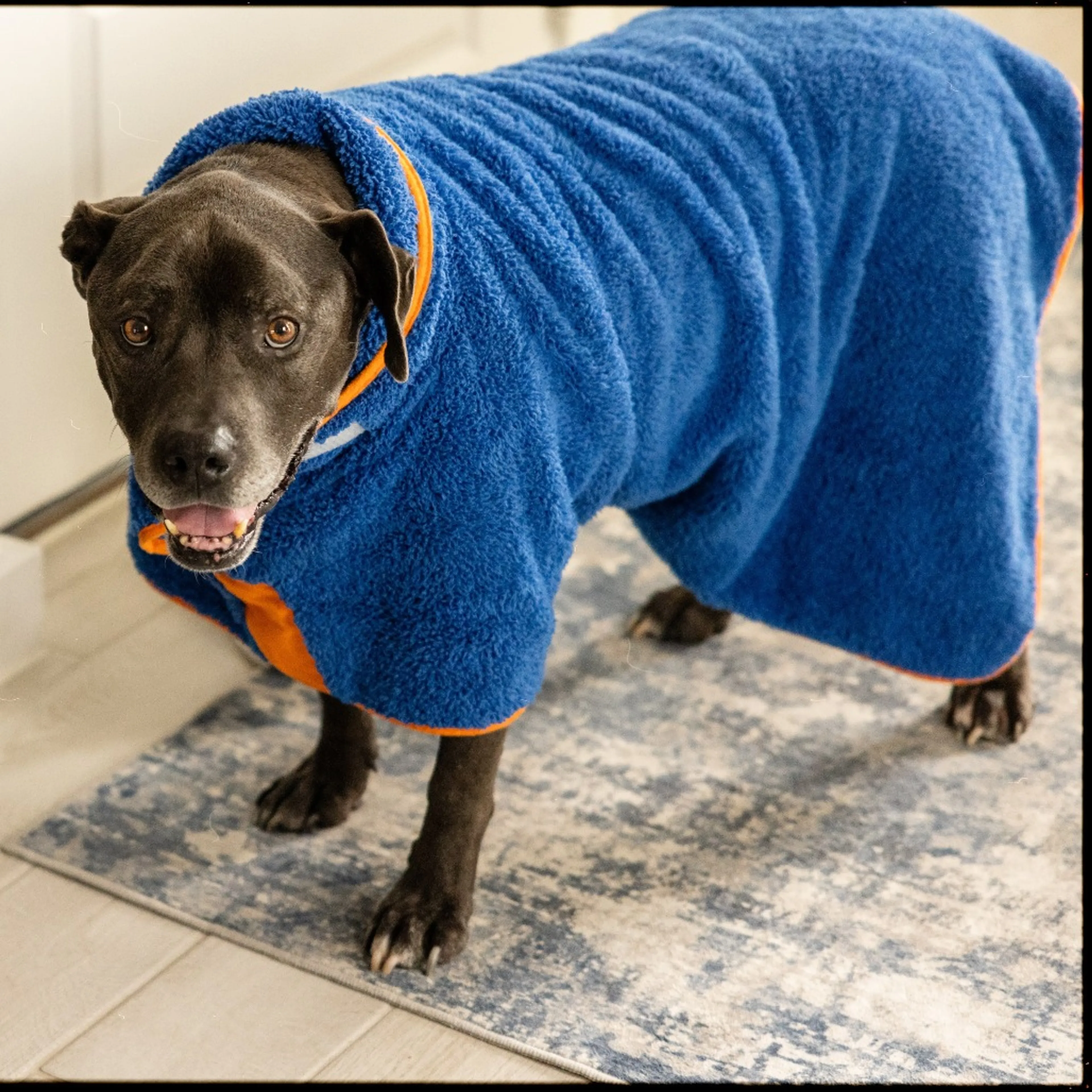 Found pet-19