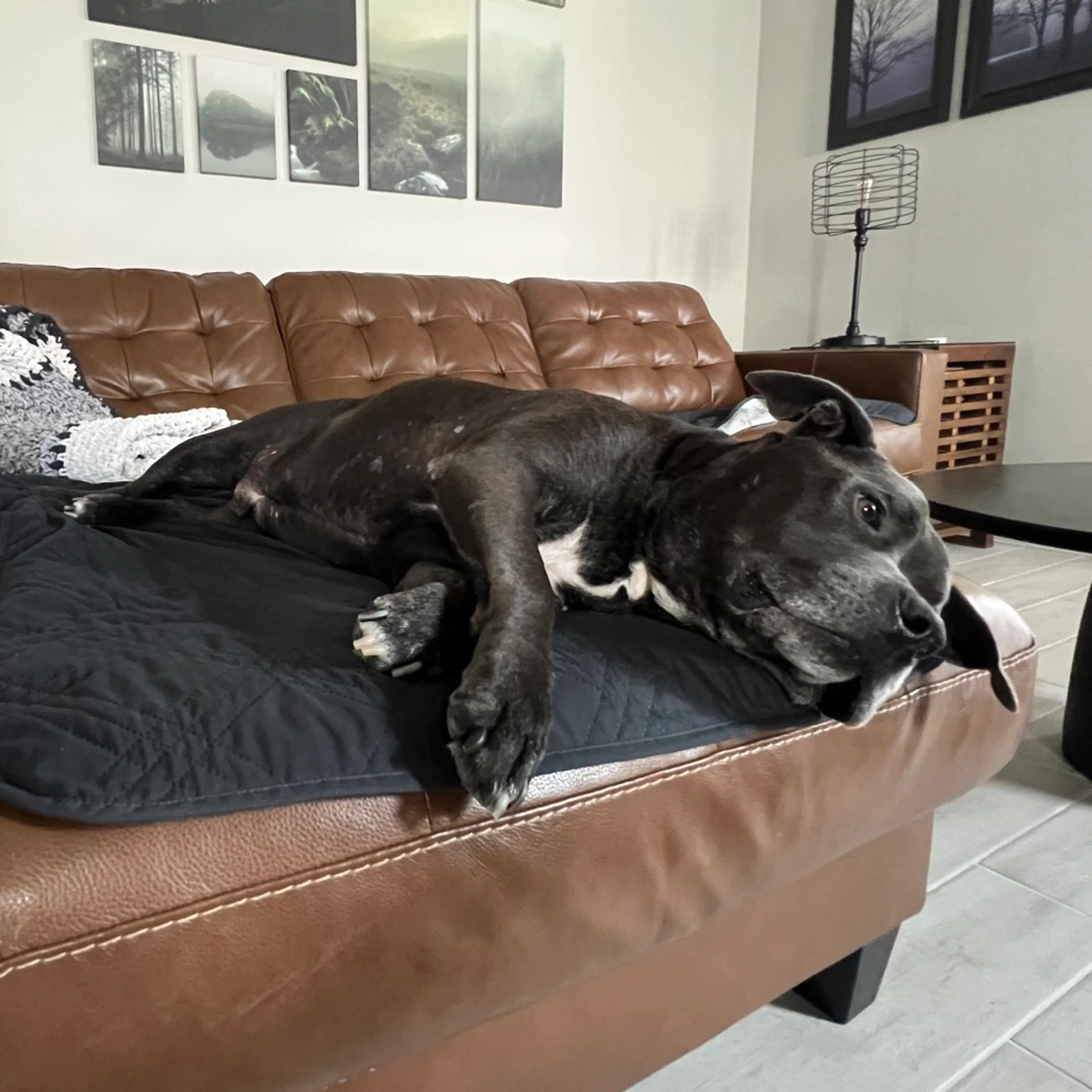 Found pet-8