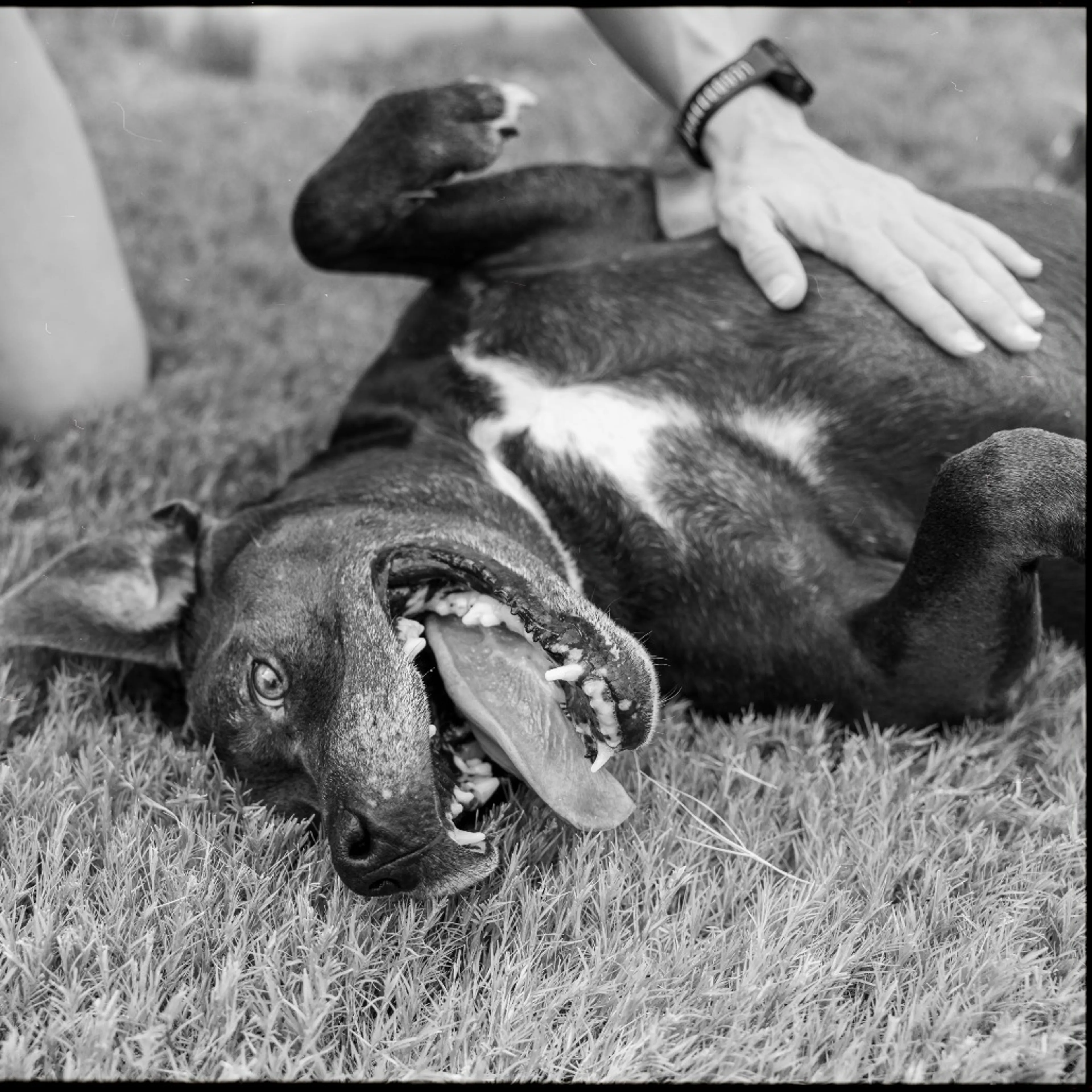 Found pet-17