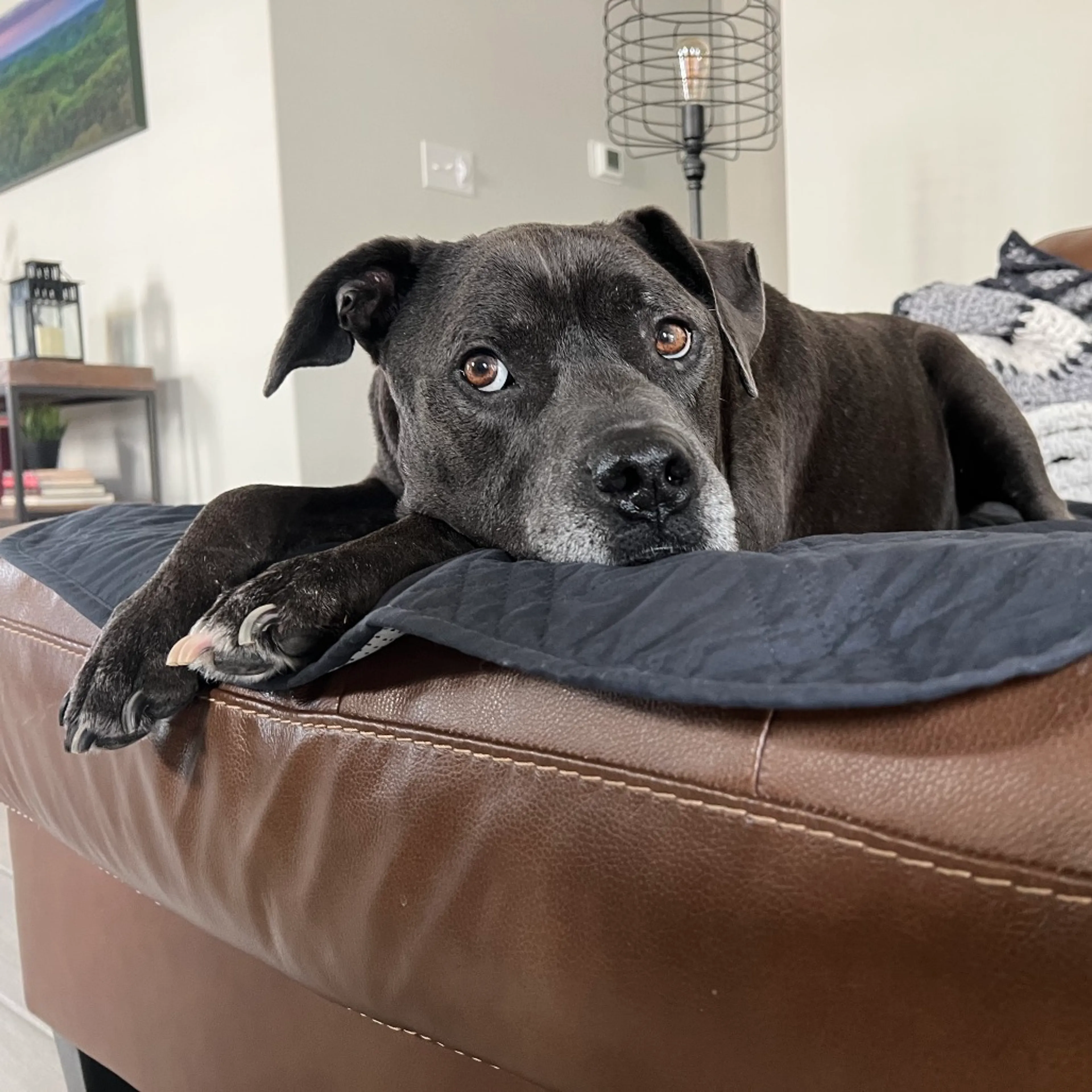 Found pet-11
