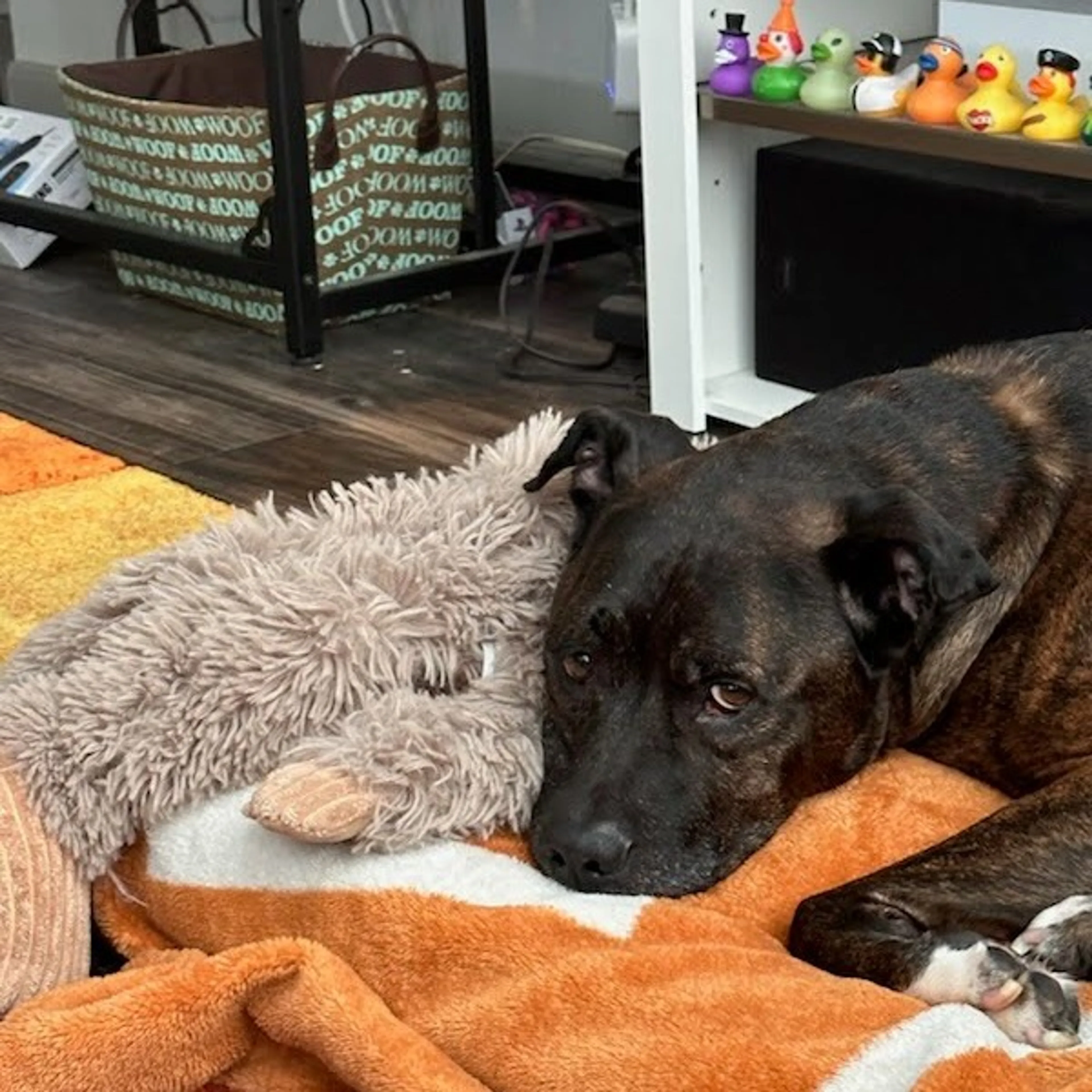 Found pet-8