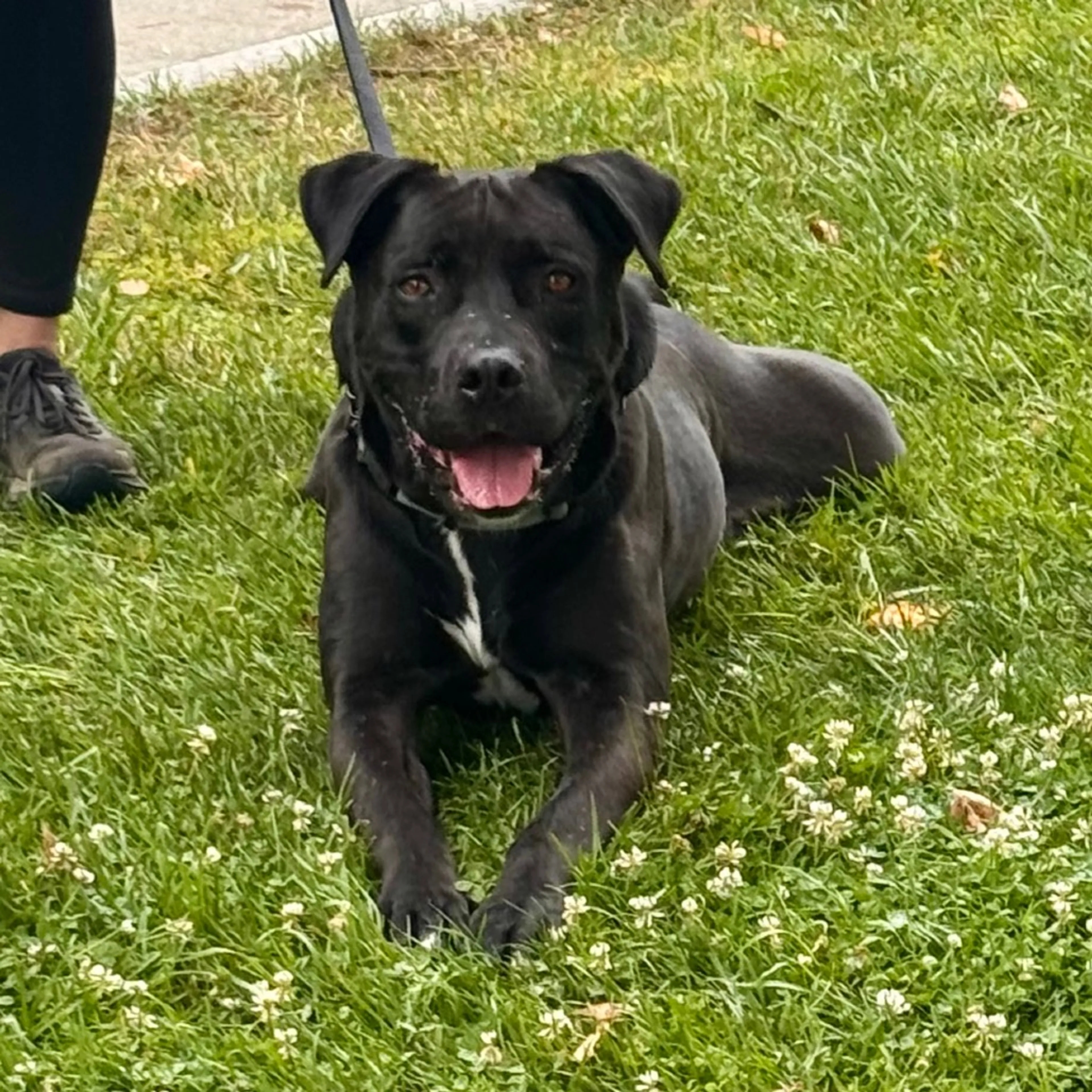 Found pet-48