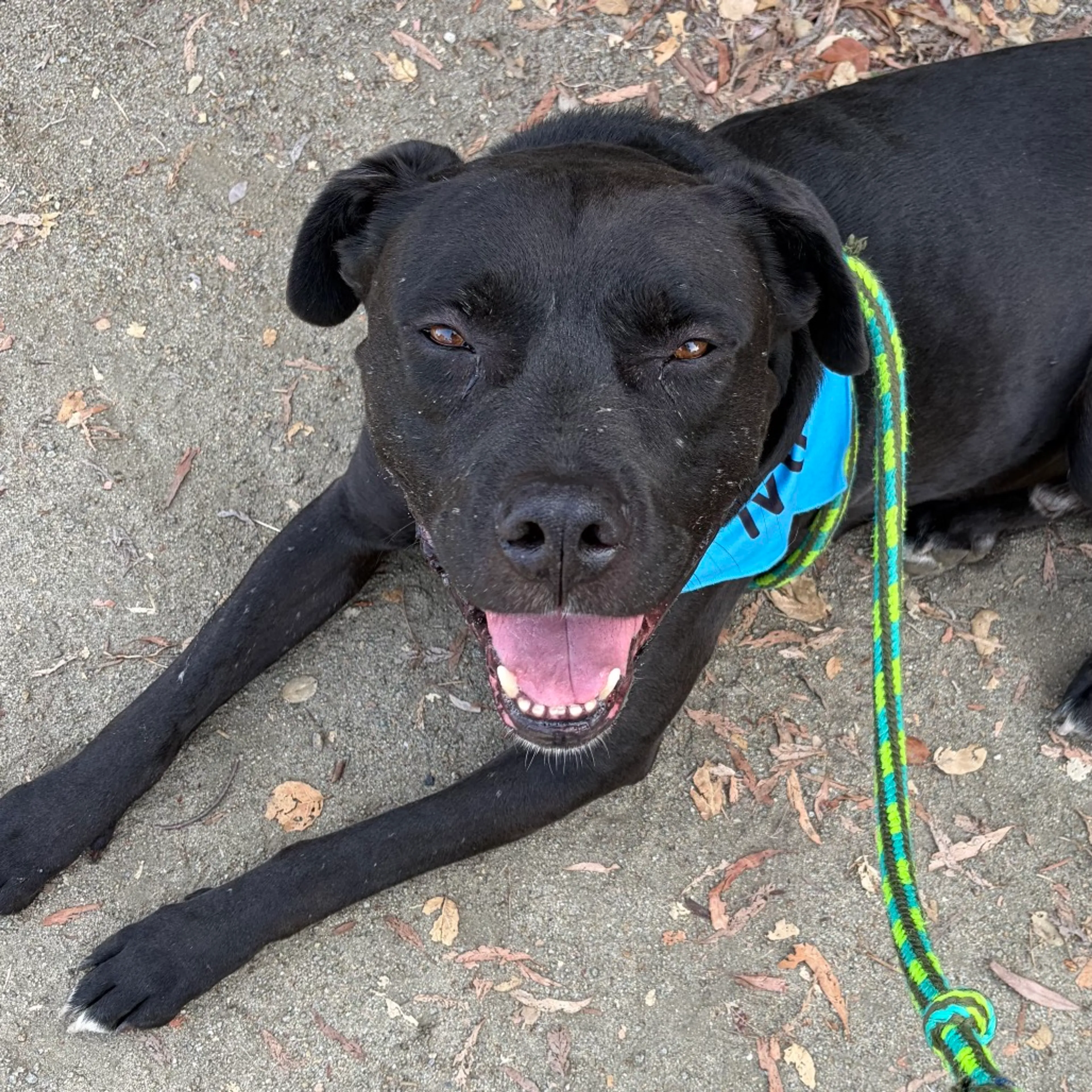 Found pet-45