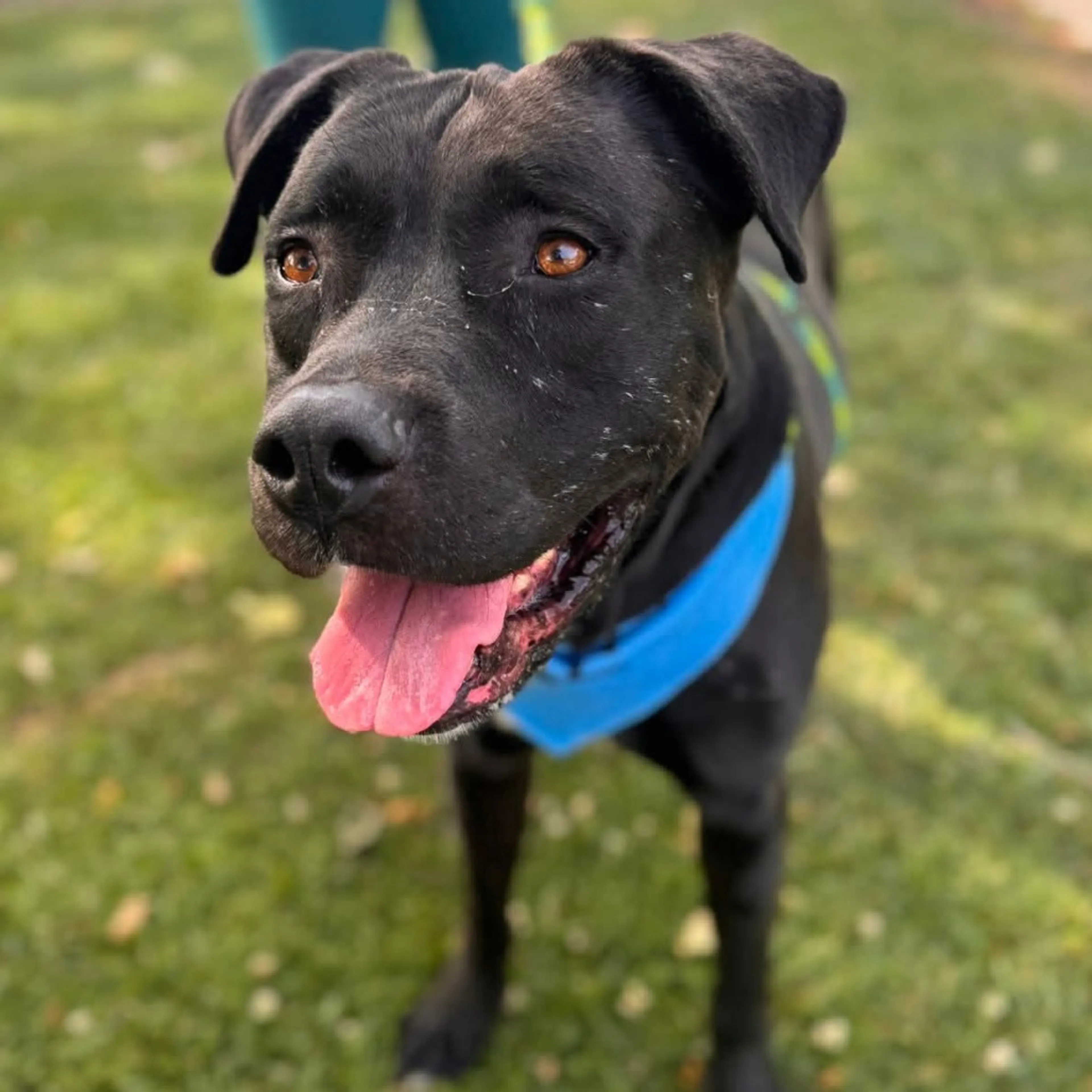 Found pet-44