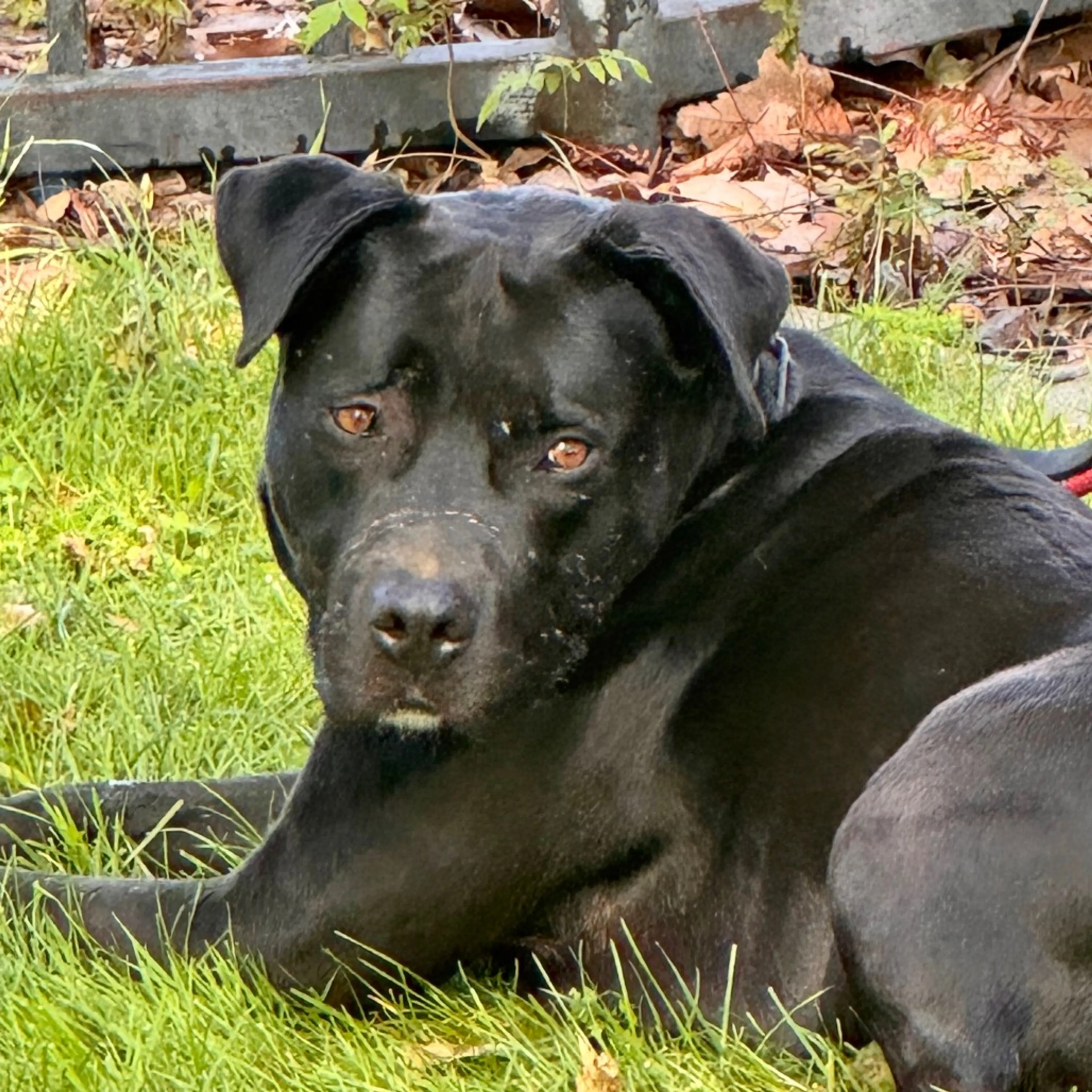 Found pet-46