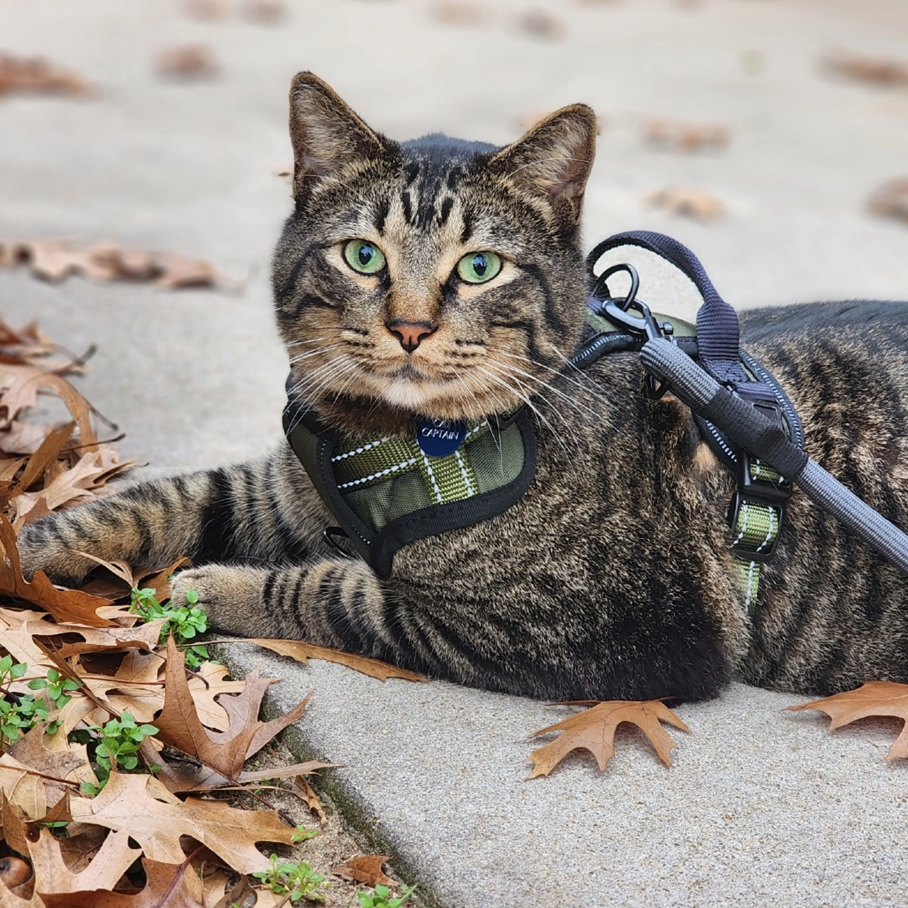 Found pet-9