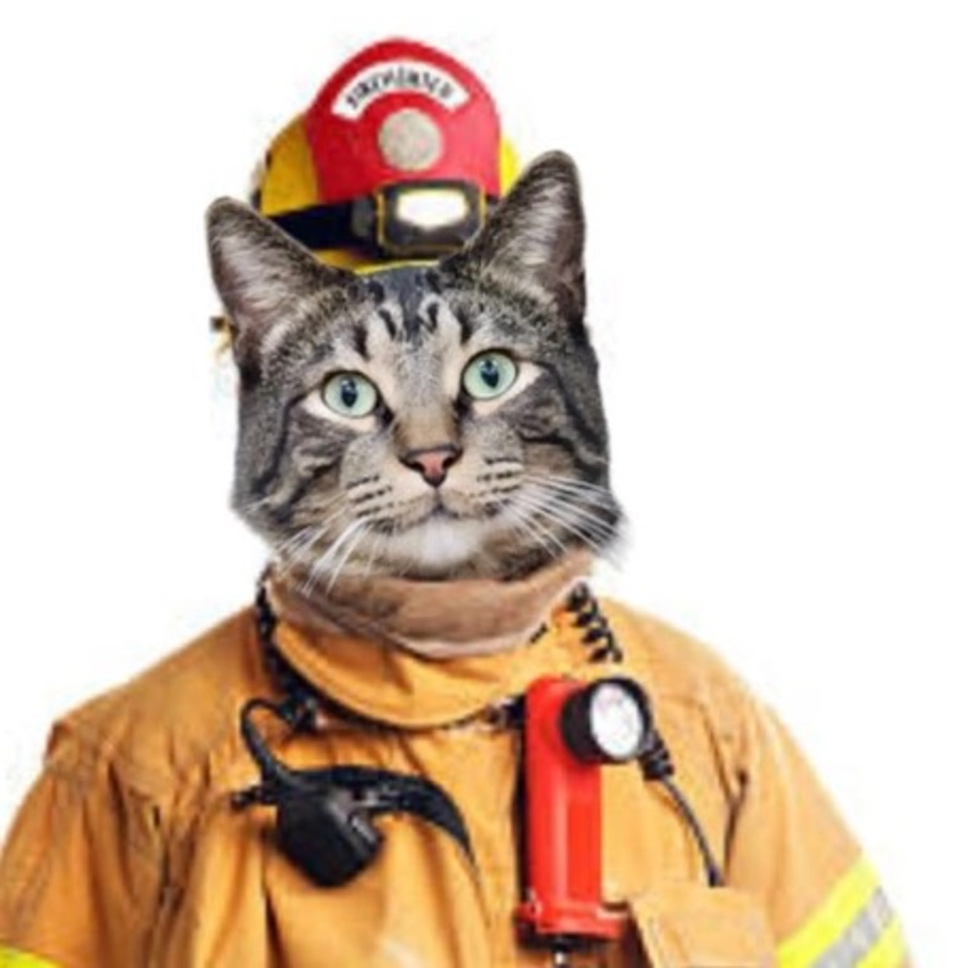 Found pet-0