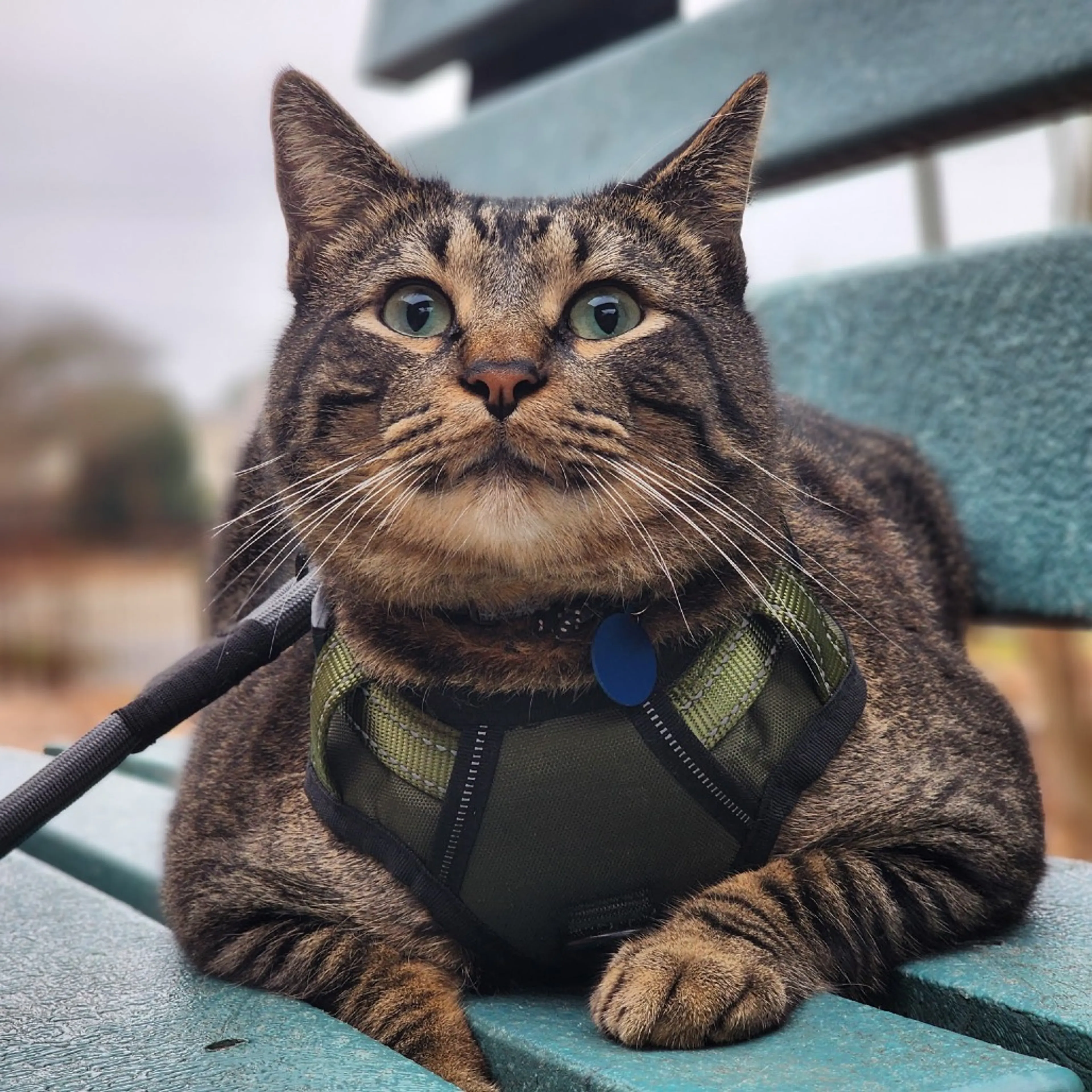 Found pet-7