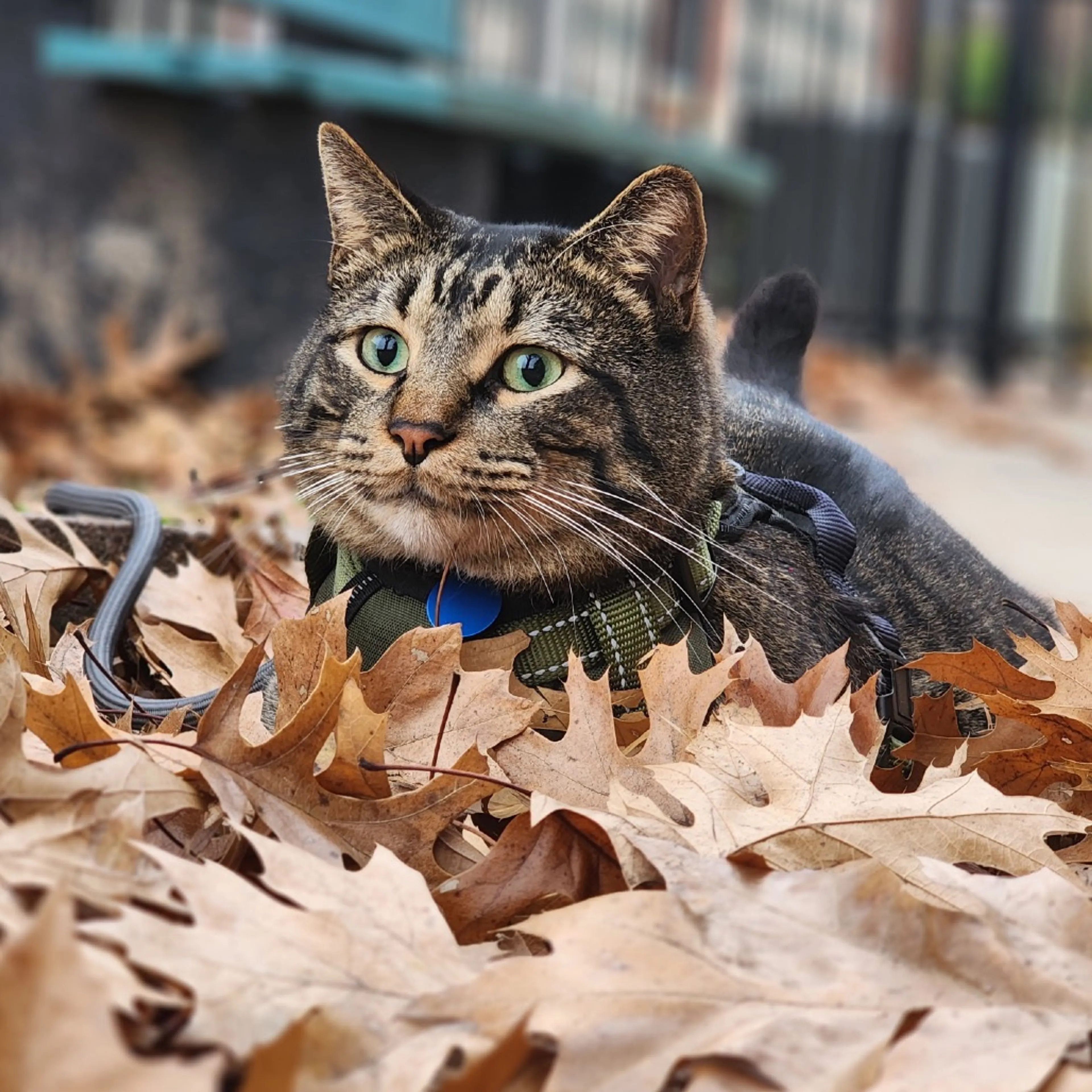 Found pet-8