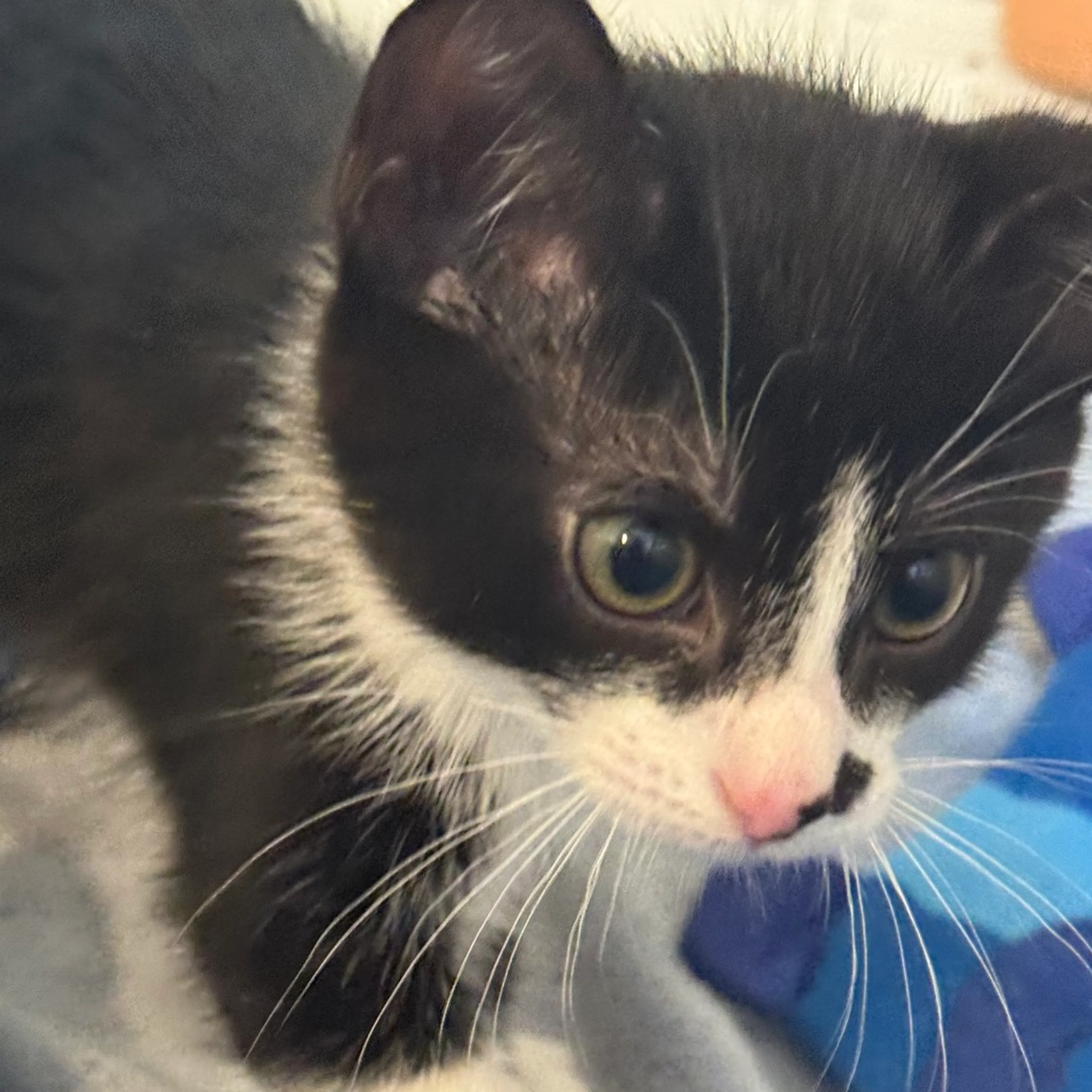 cdn image