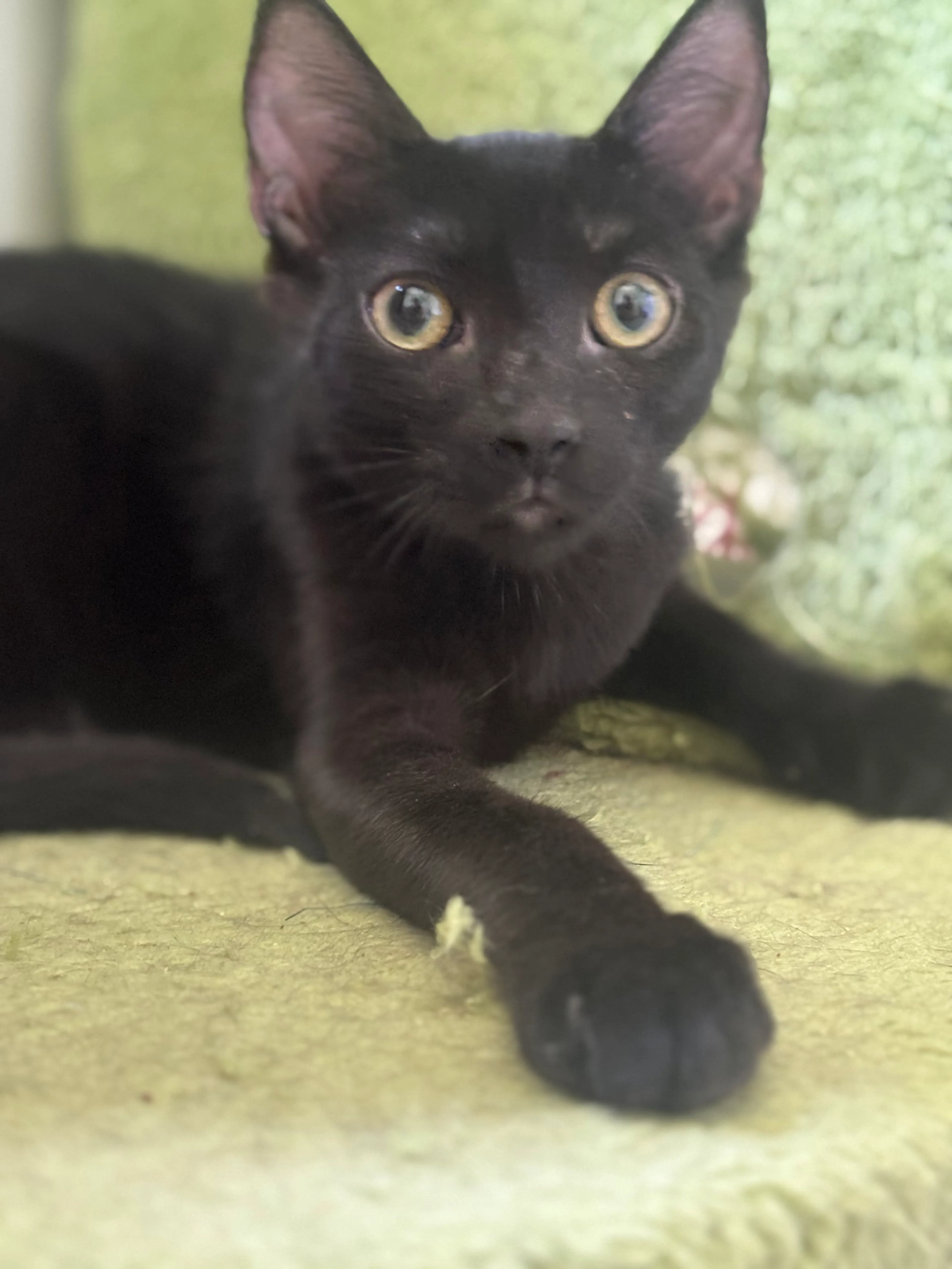 Found pet