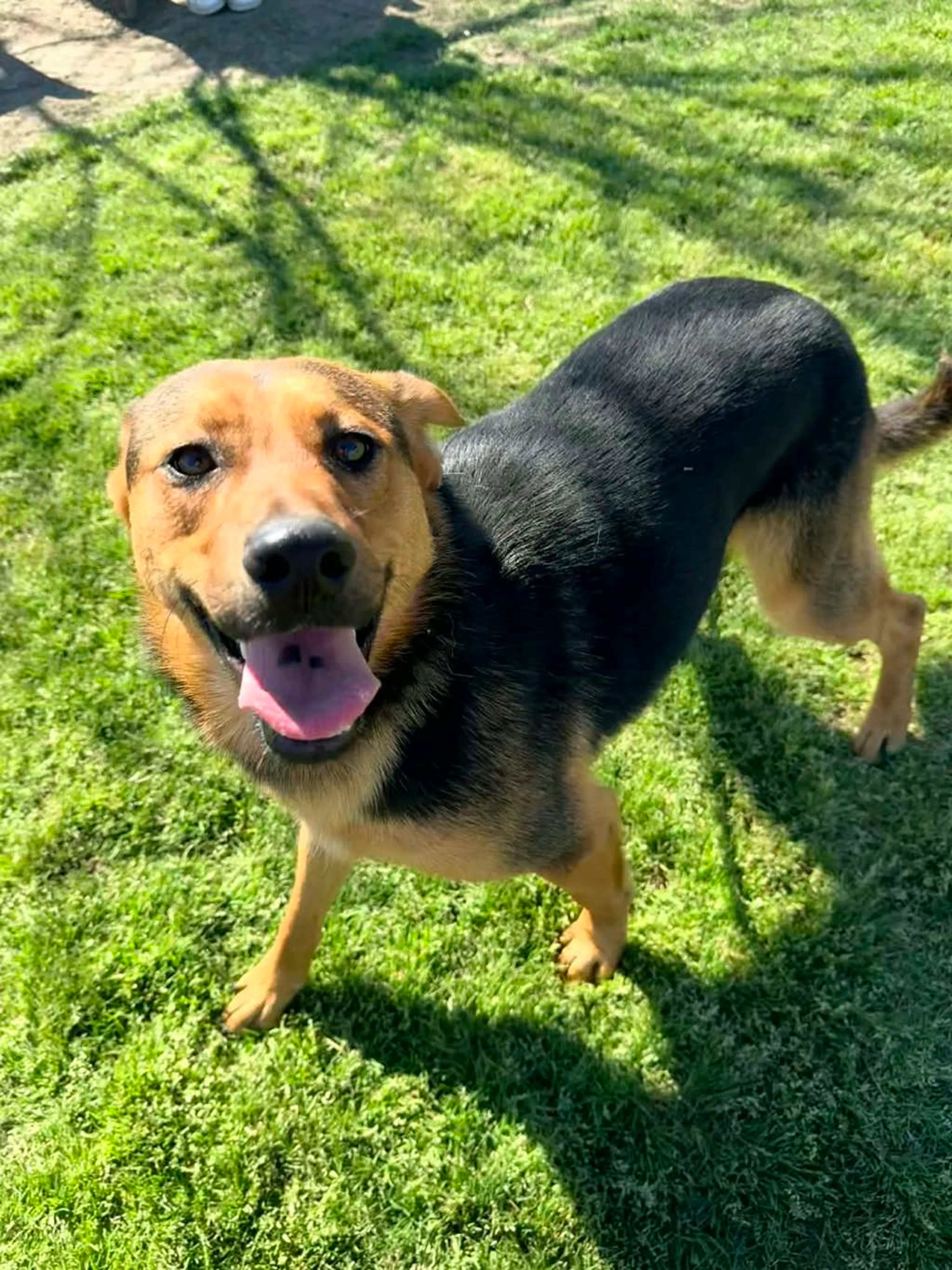 Found pet