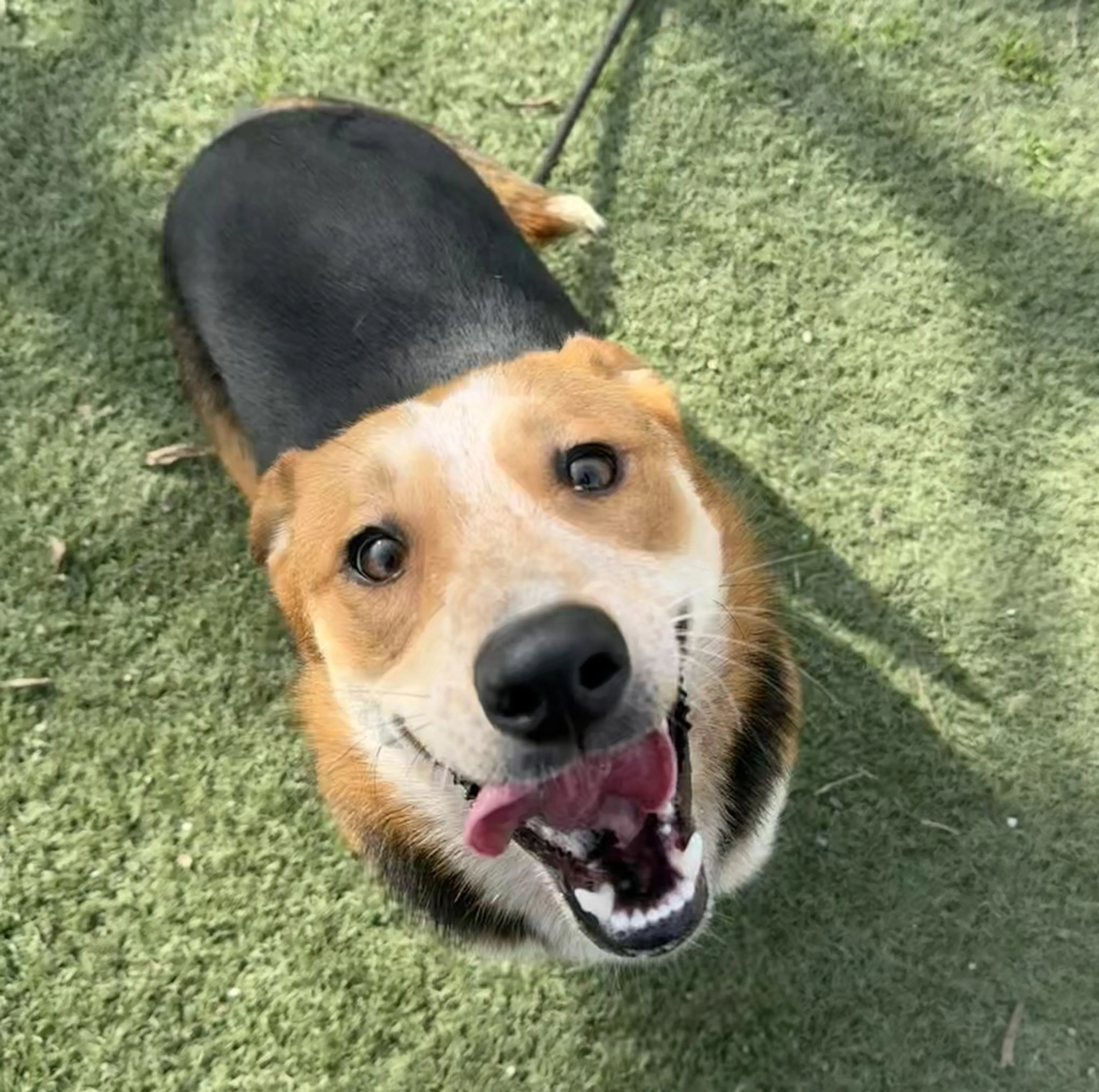 Found pet-9