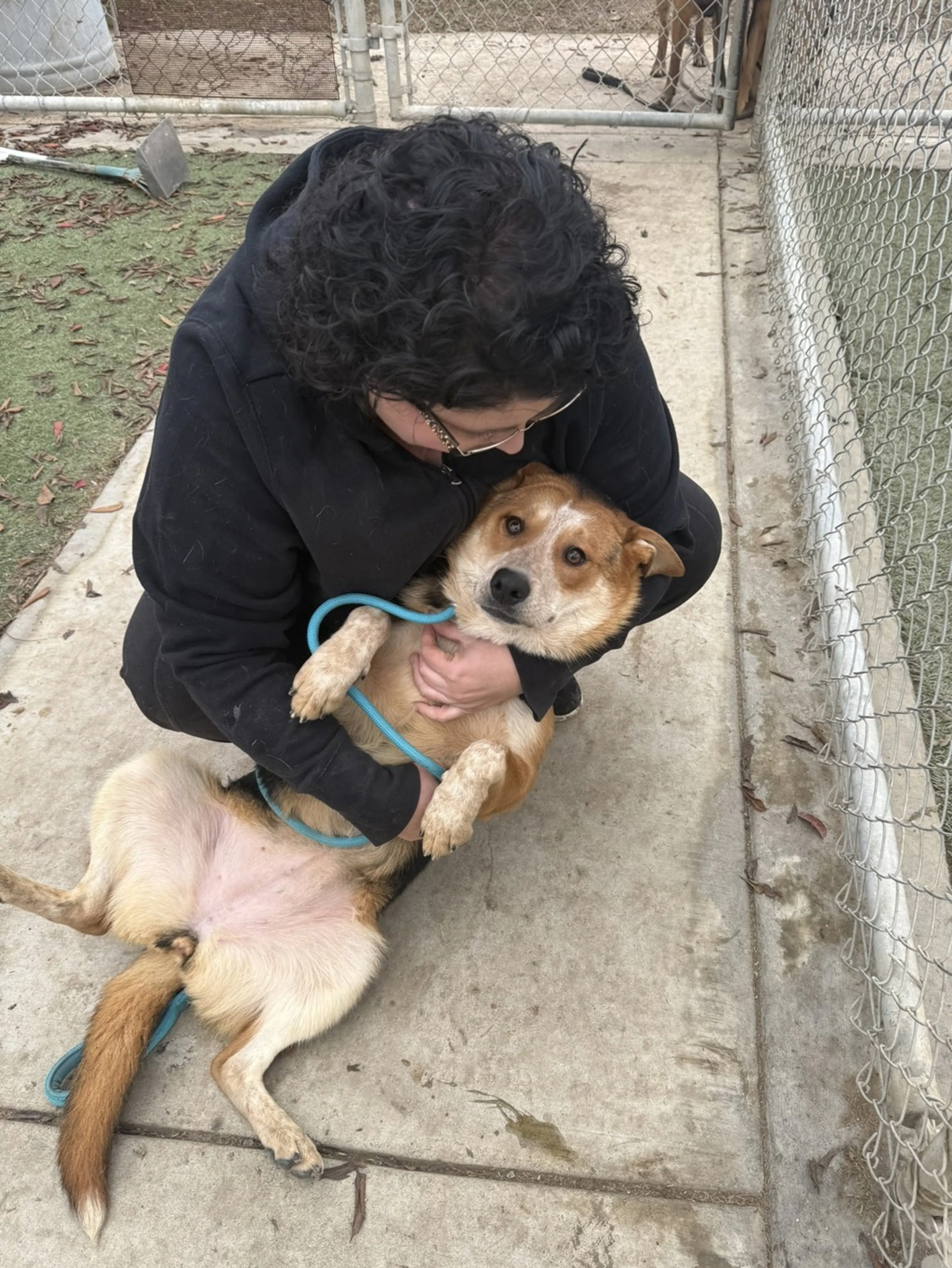 Found pet-16