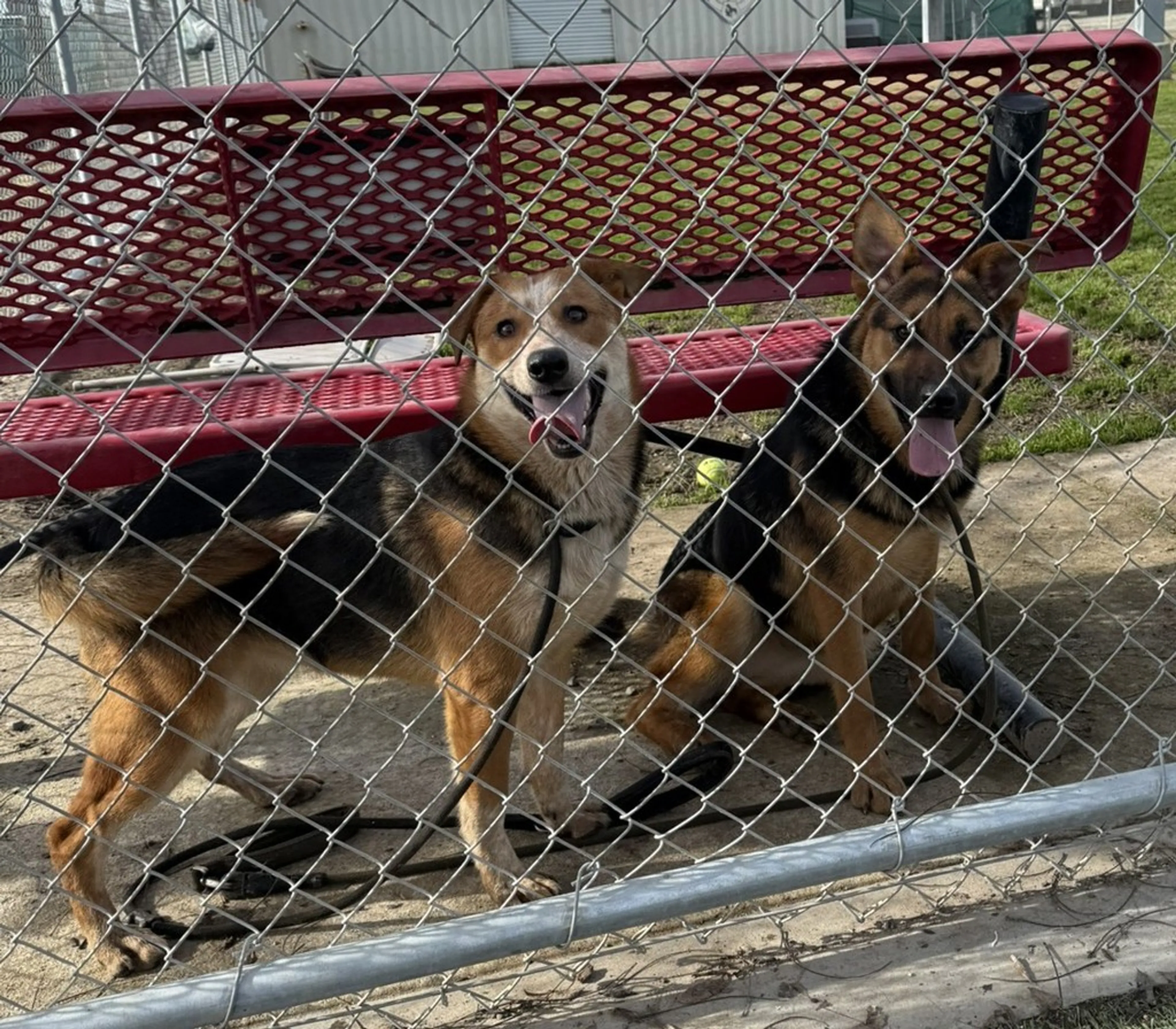 Found pet-14