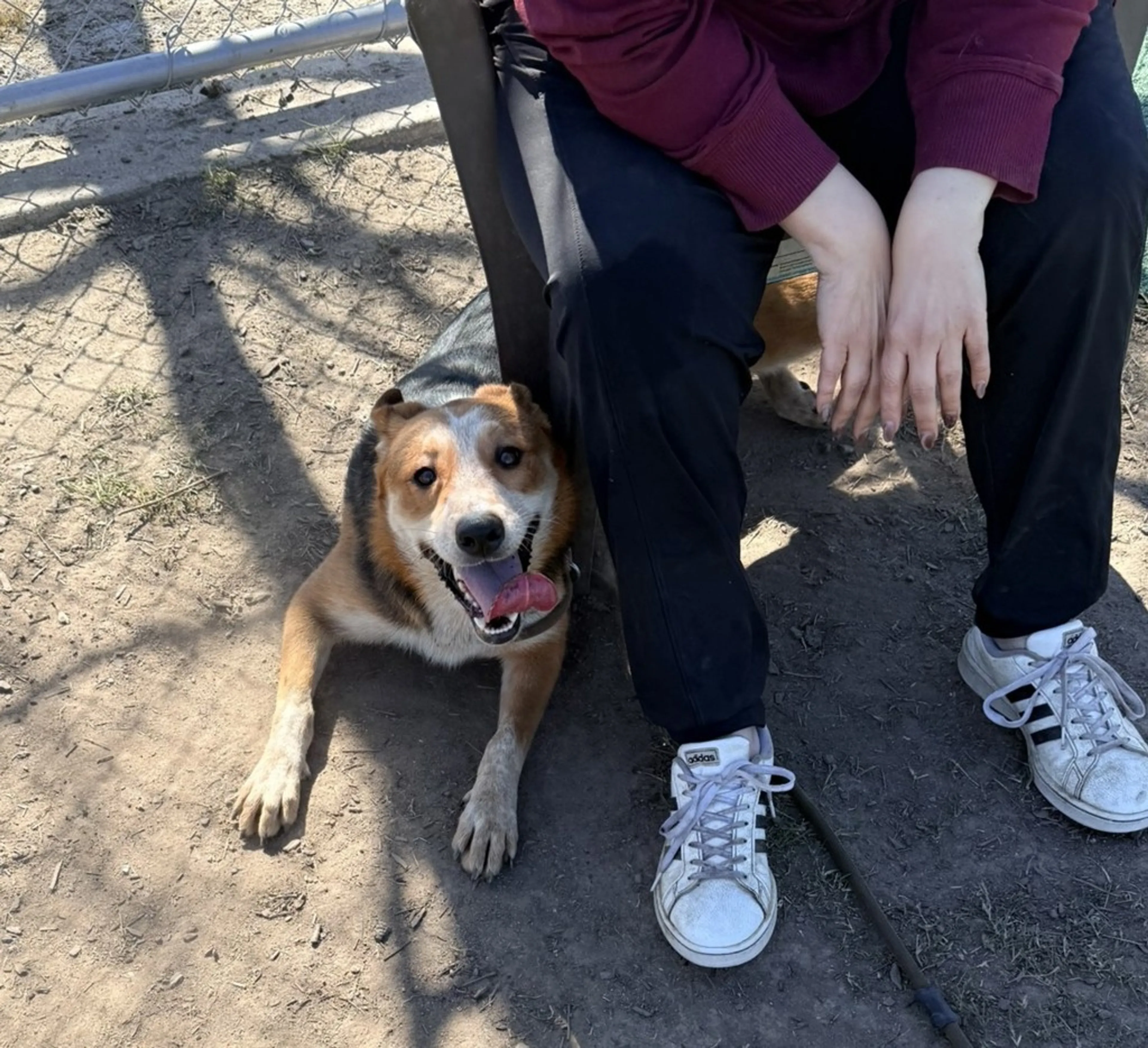 Found pet-1