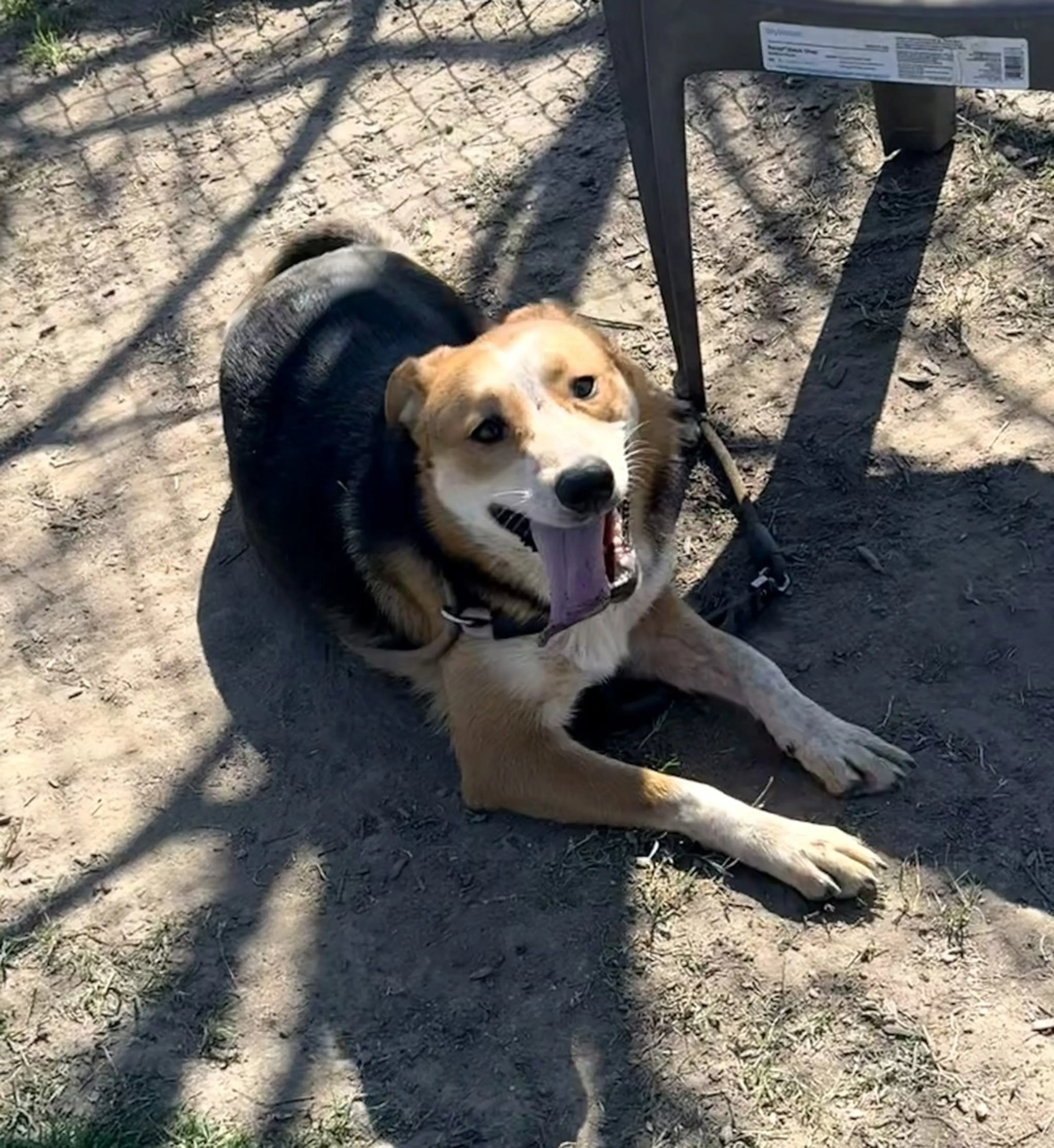 Found pet-3