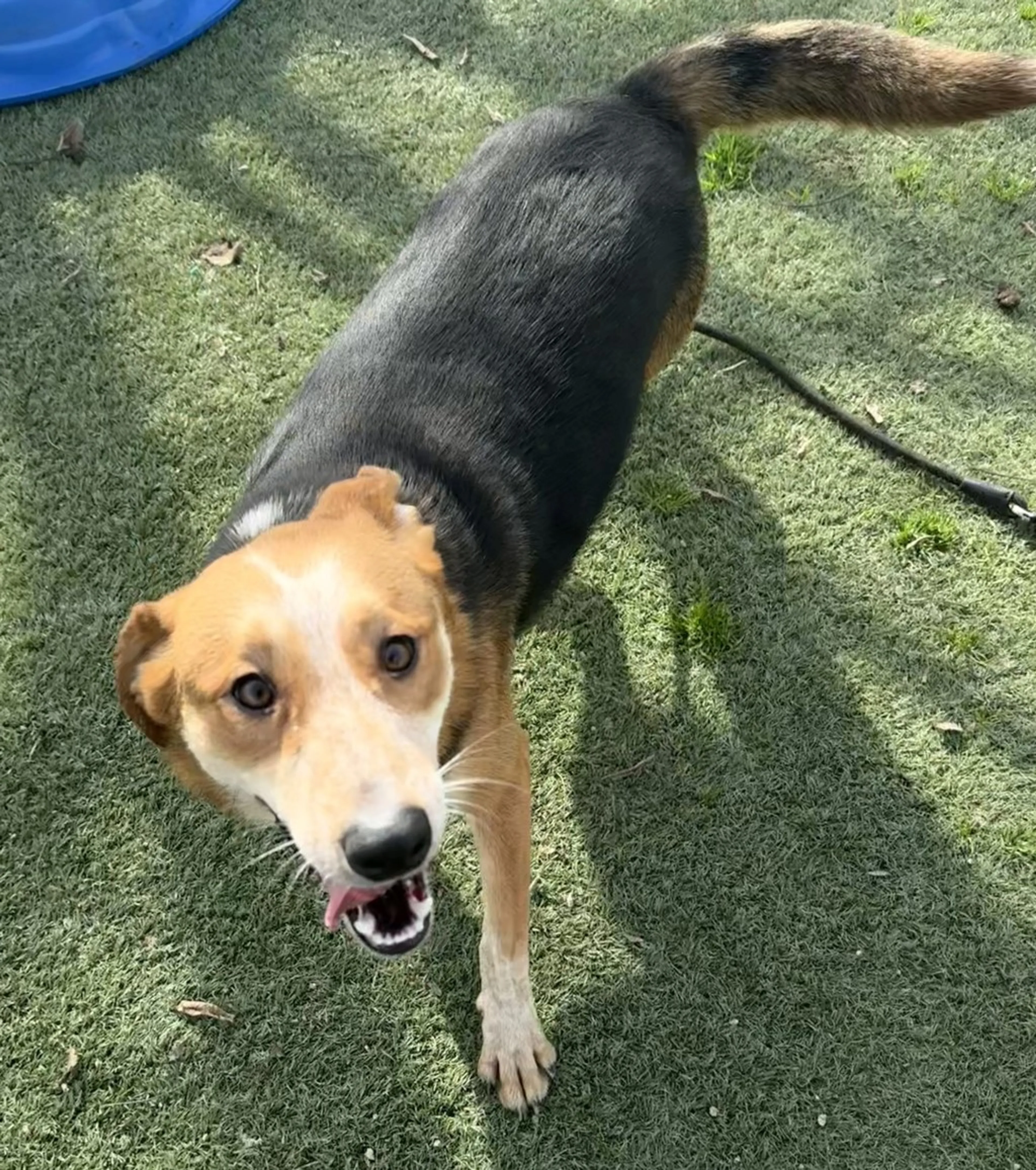 Found pet-10