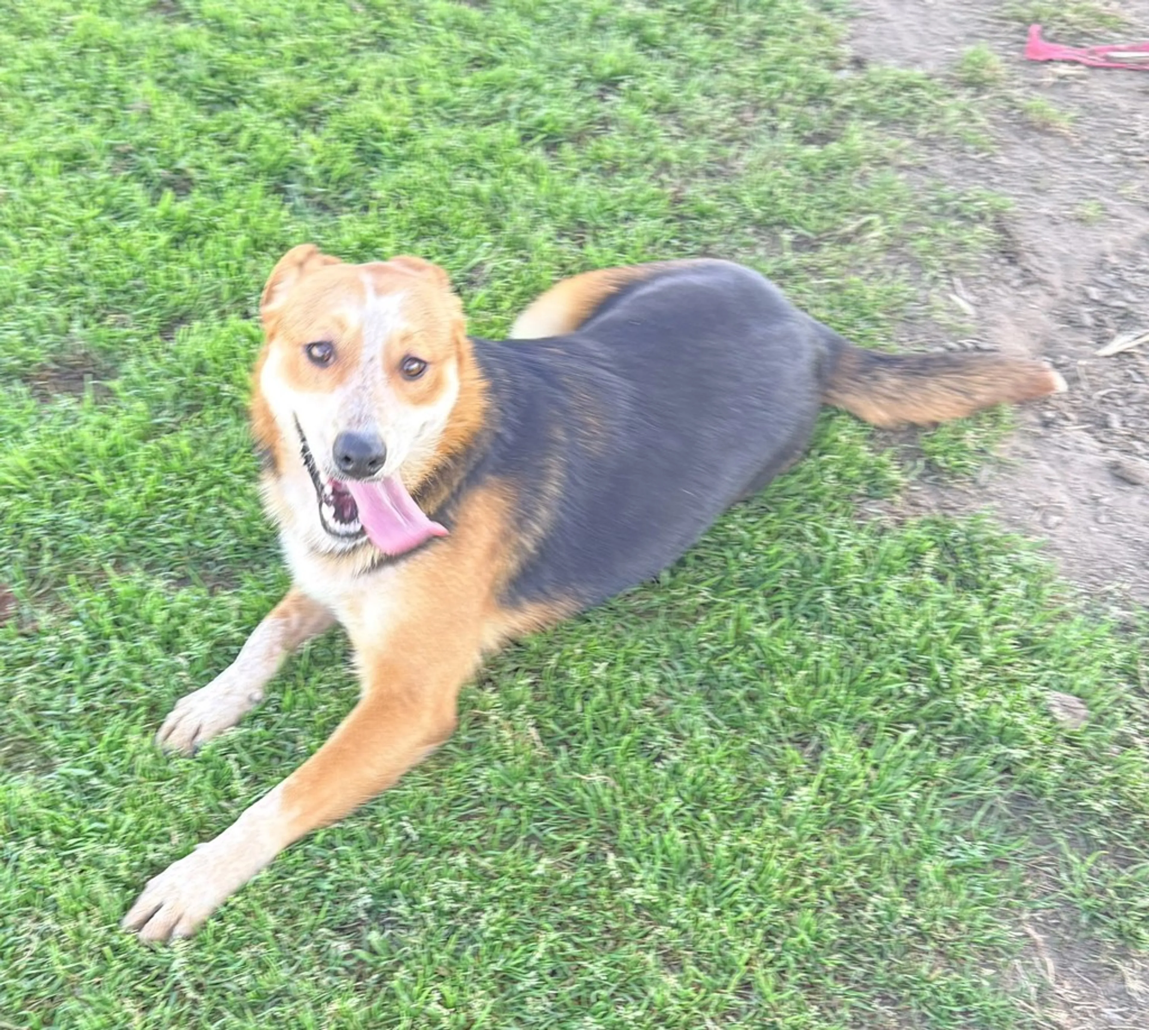 Found pet-6