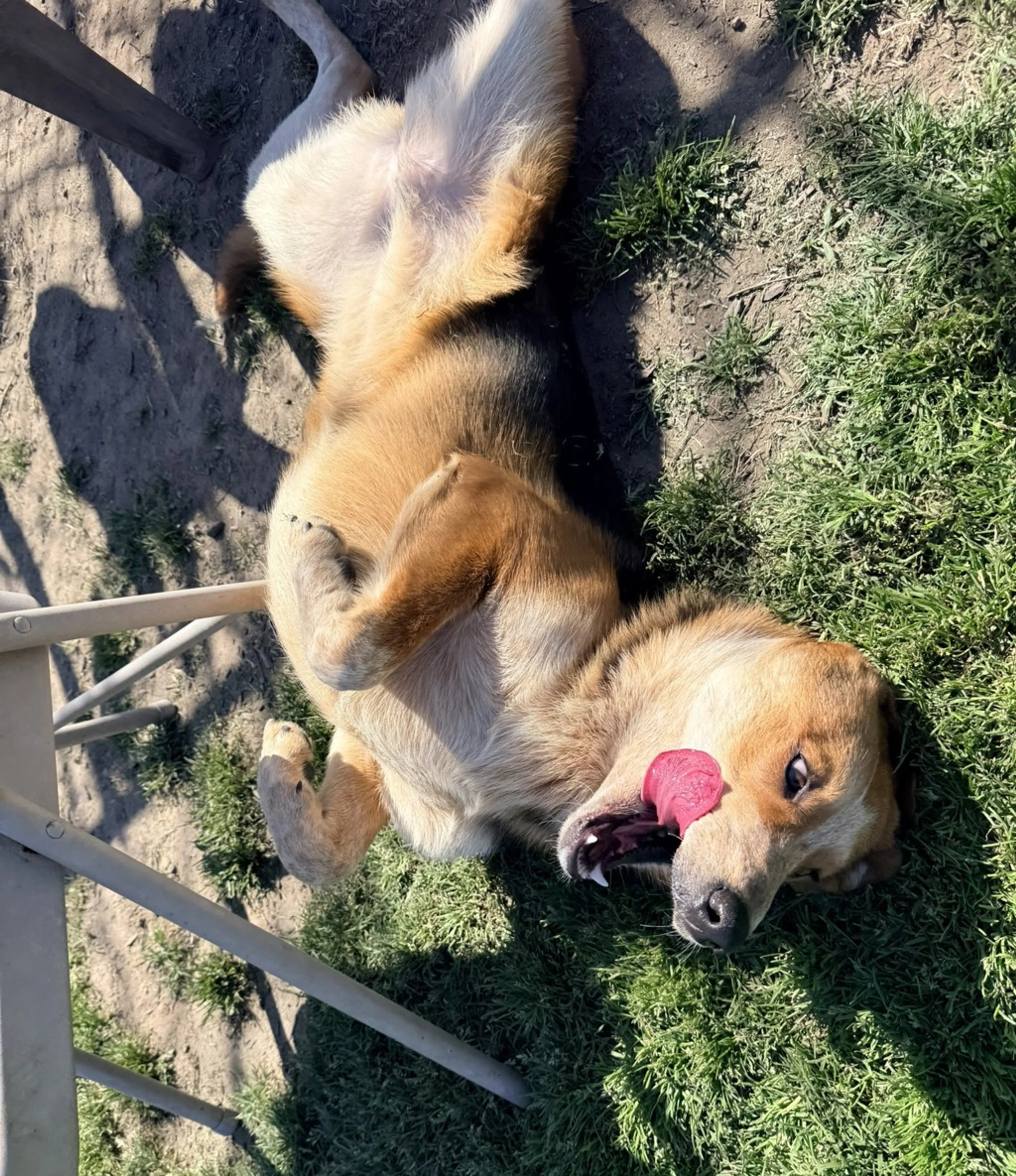Found pet-7