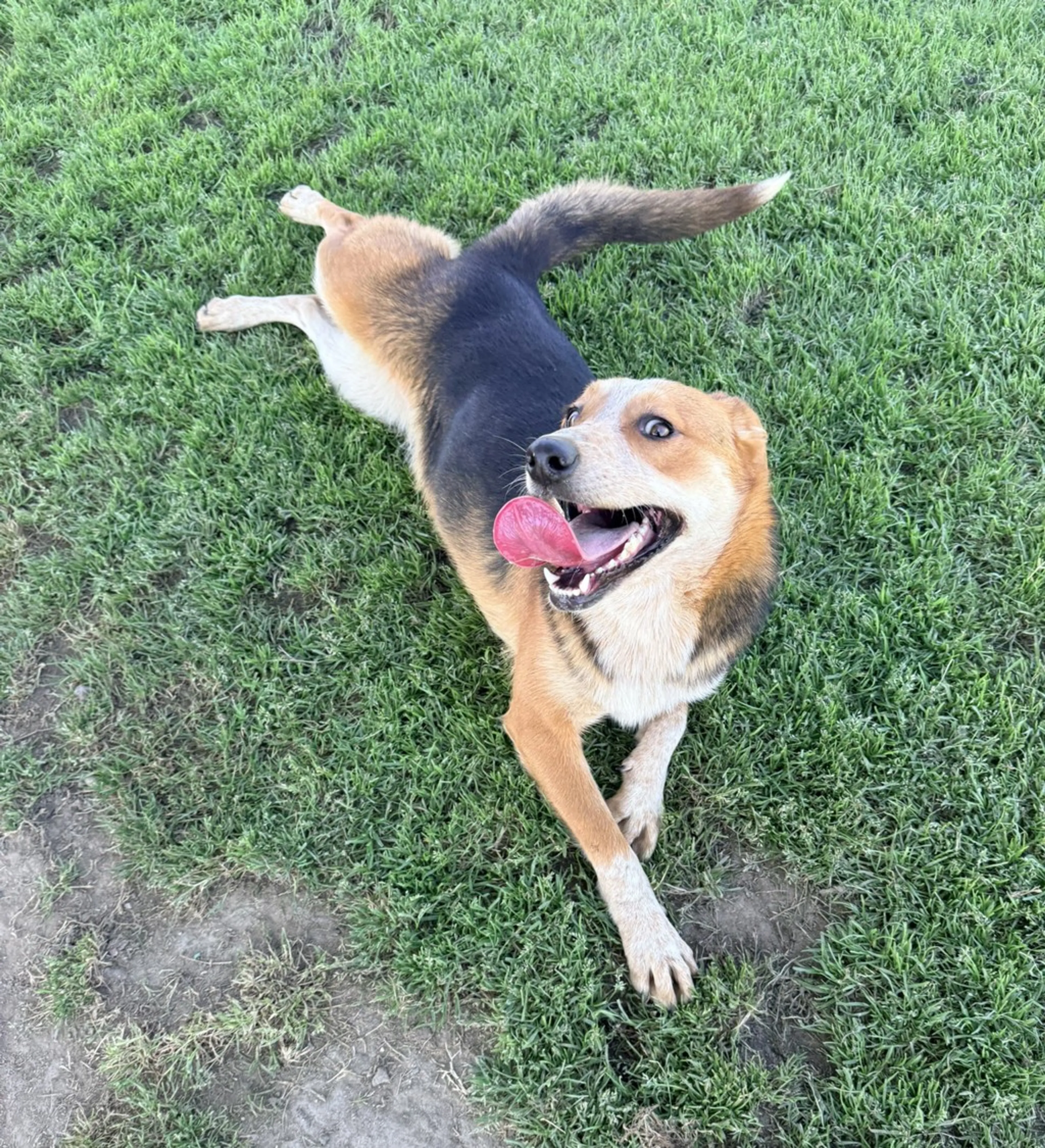Found pet-5