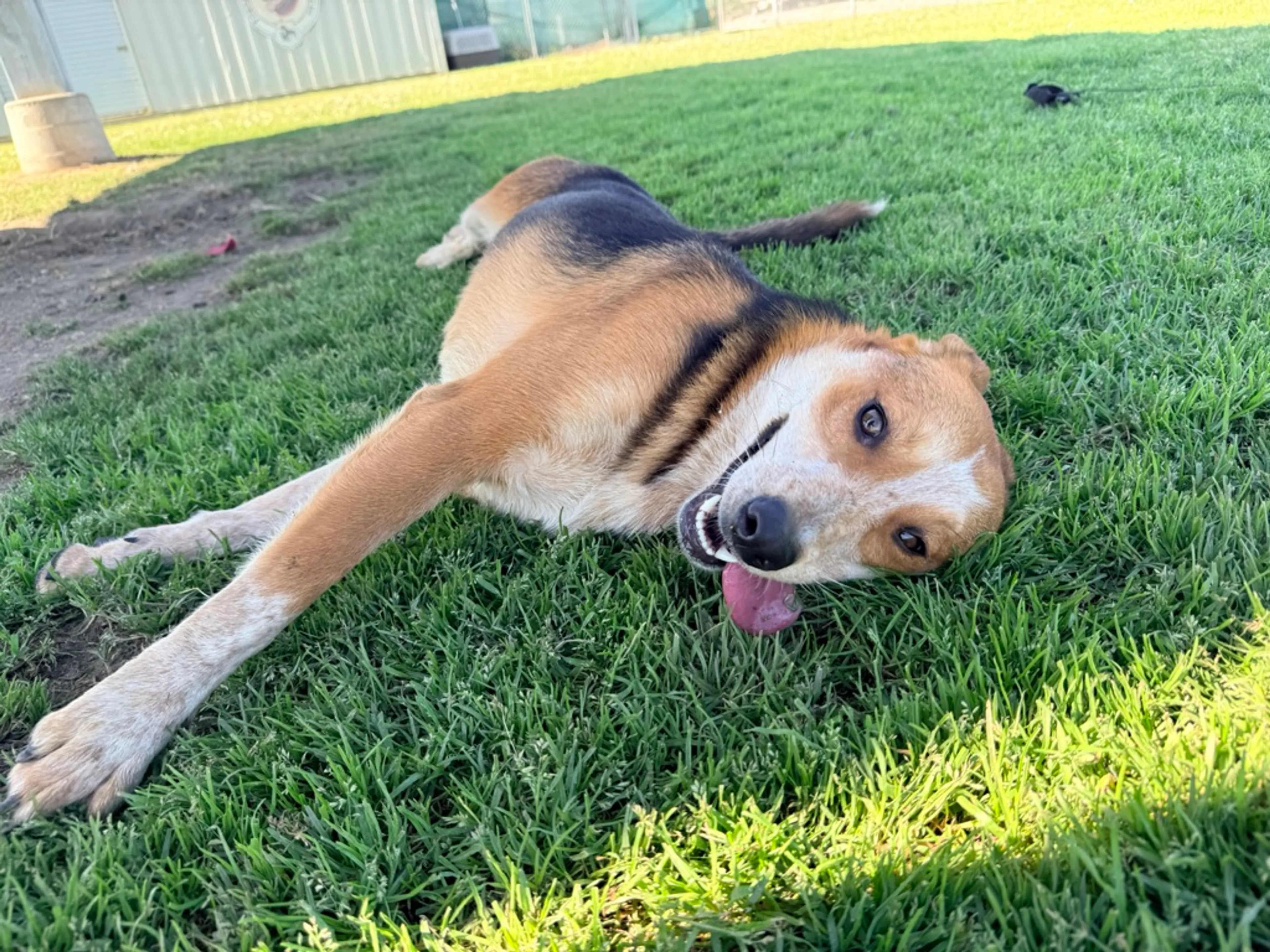 Found pet-4