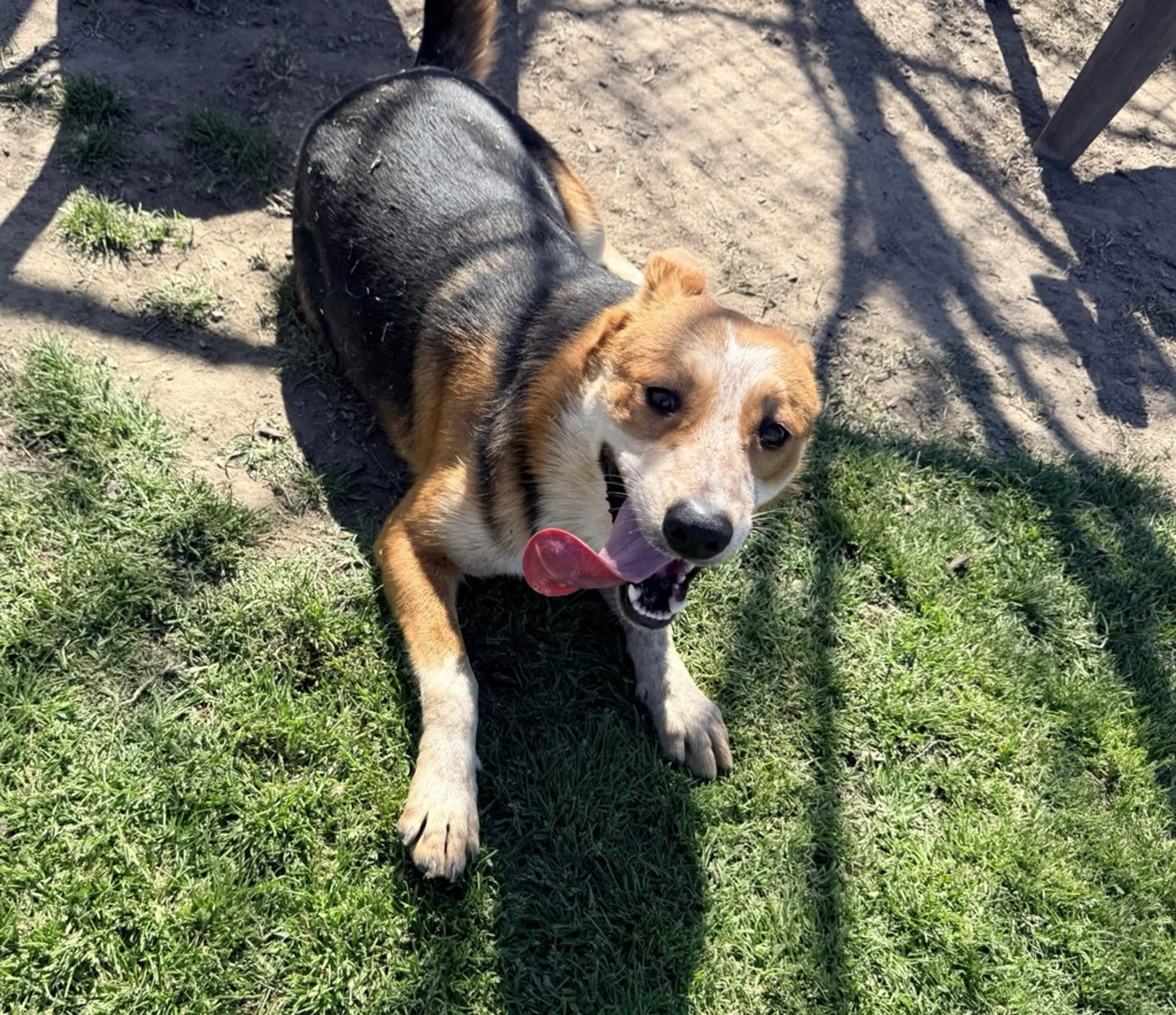 Found pet-8