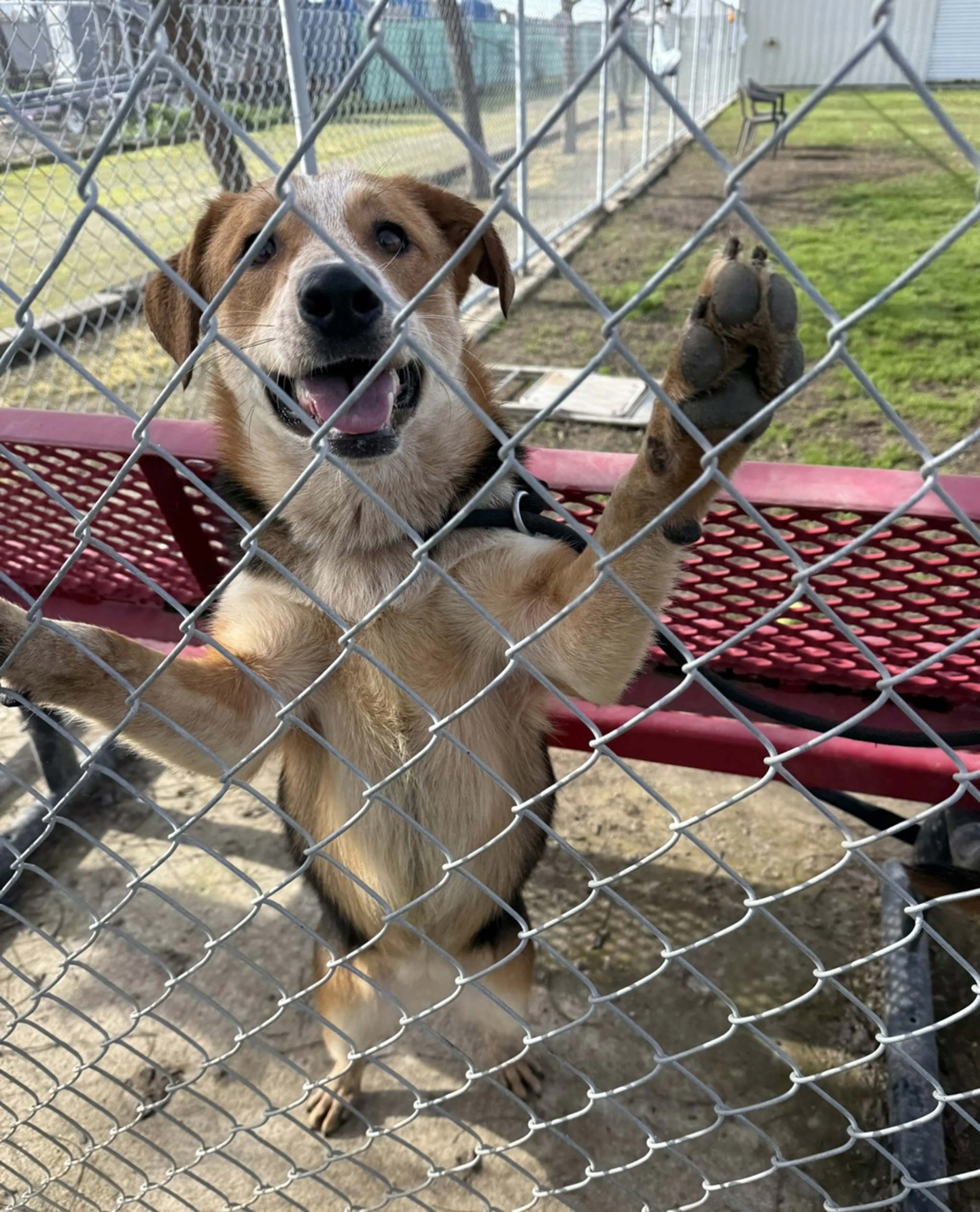 Found pet-12
