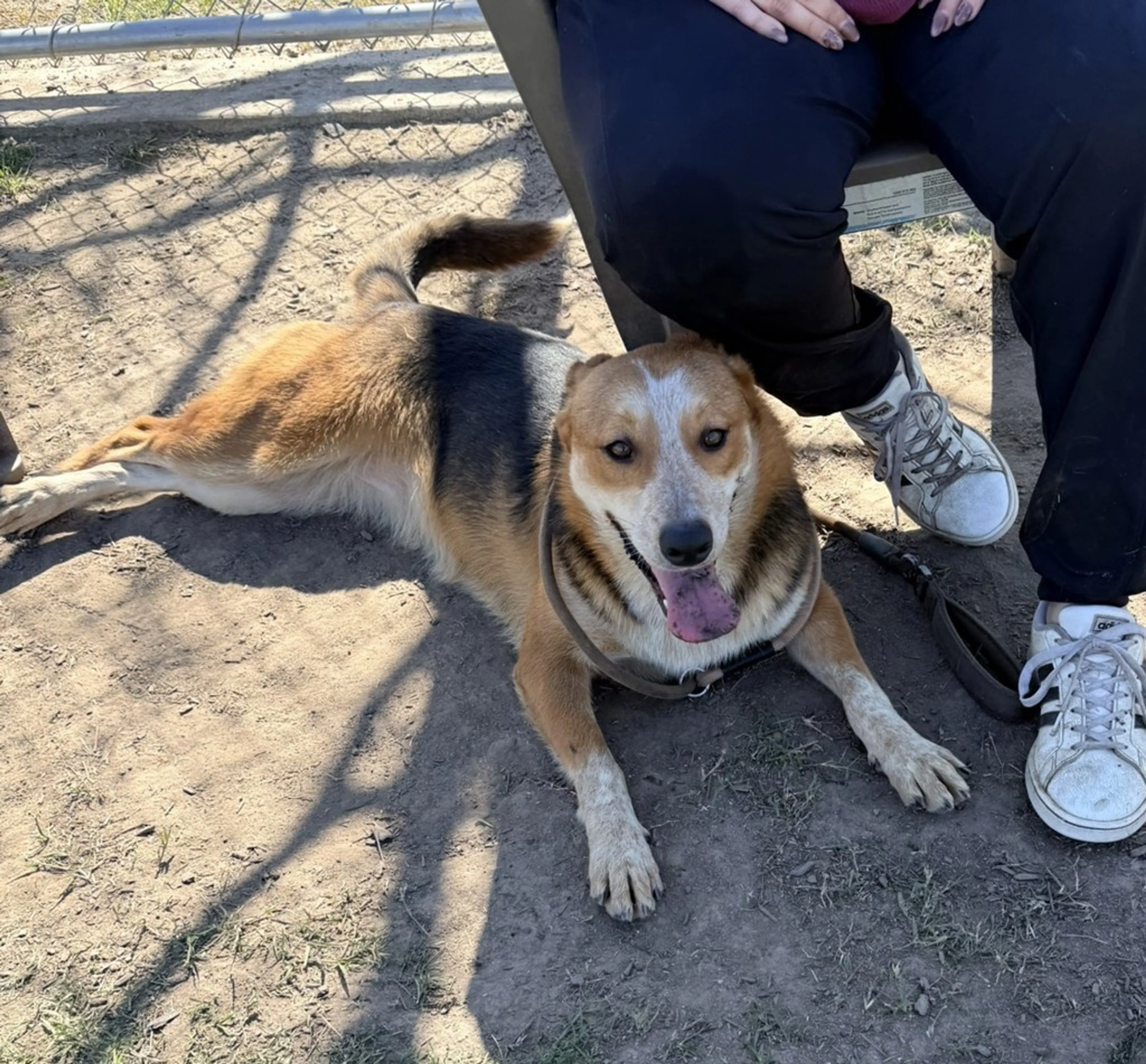 Found pet-2