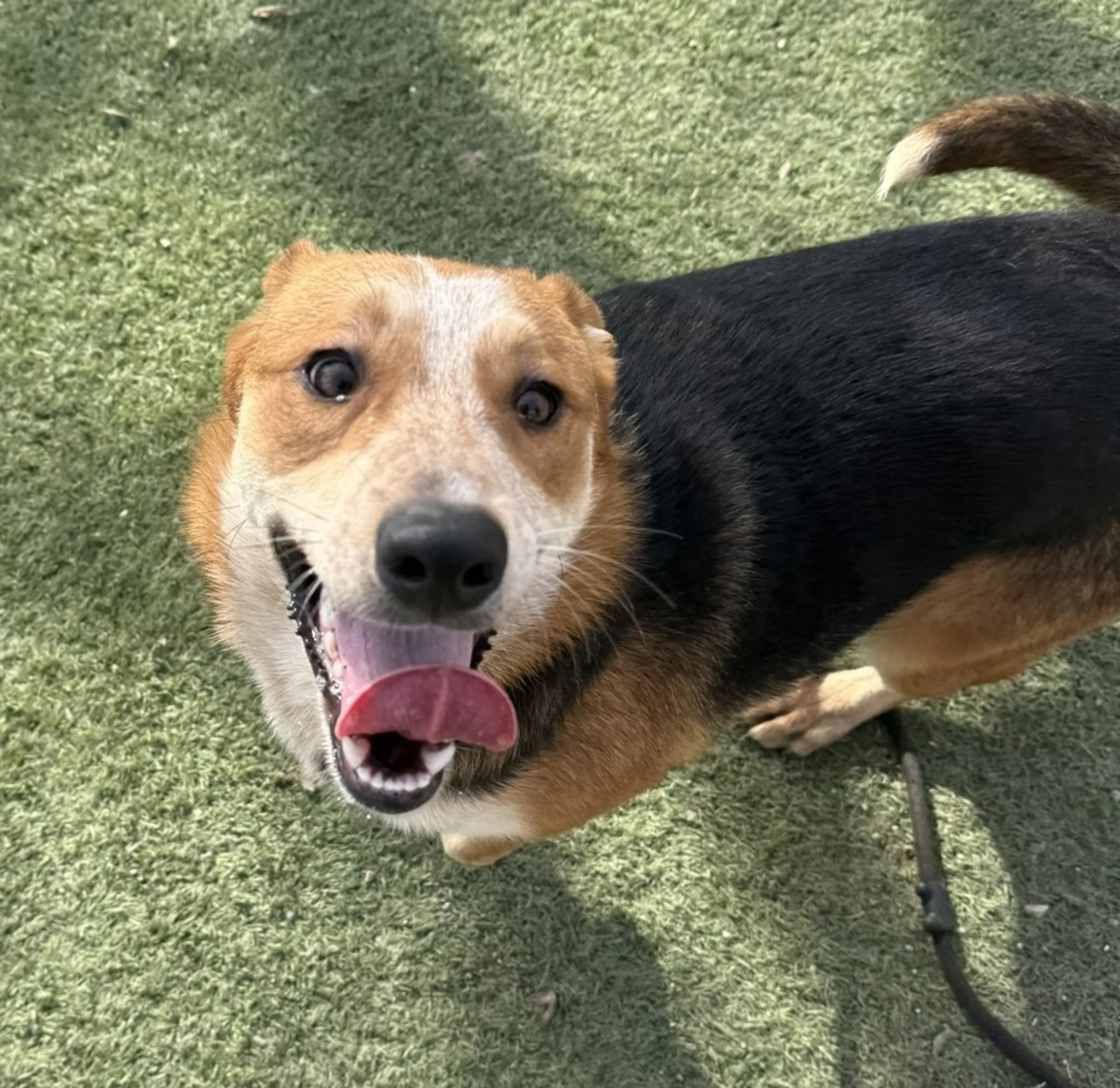 Found pet-11