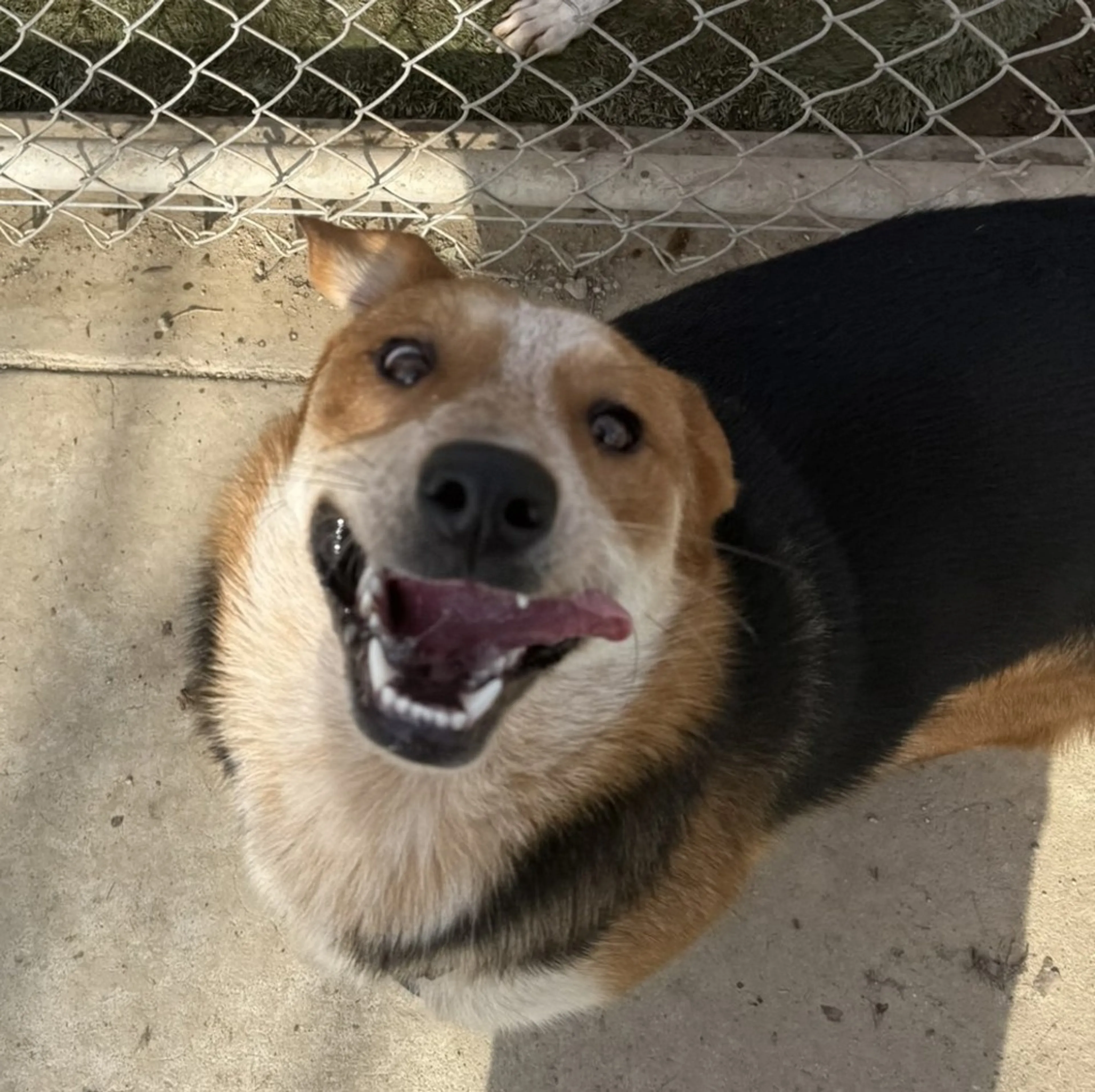 Found pet-13