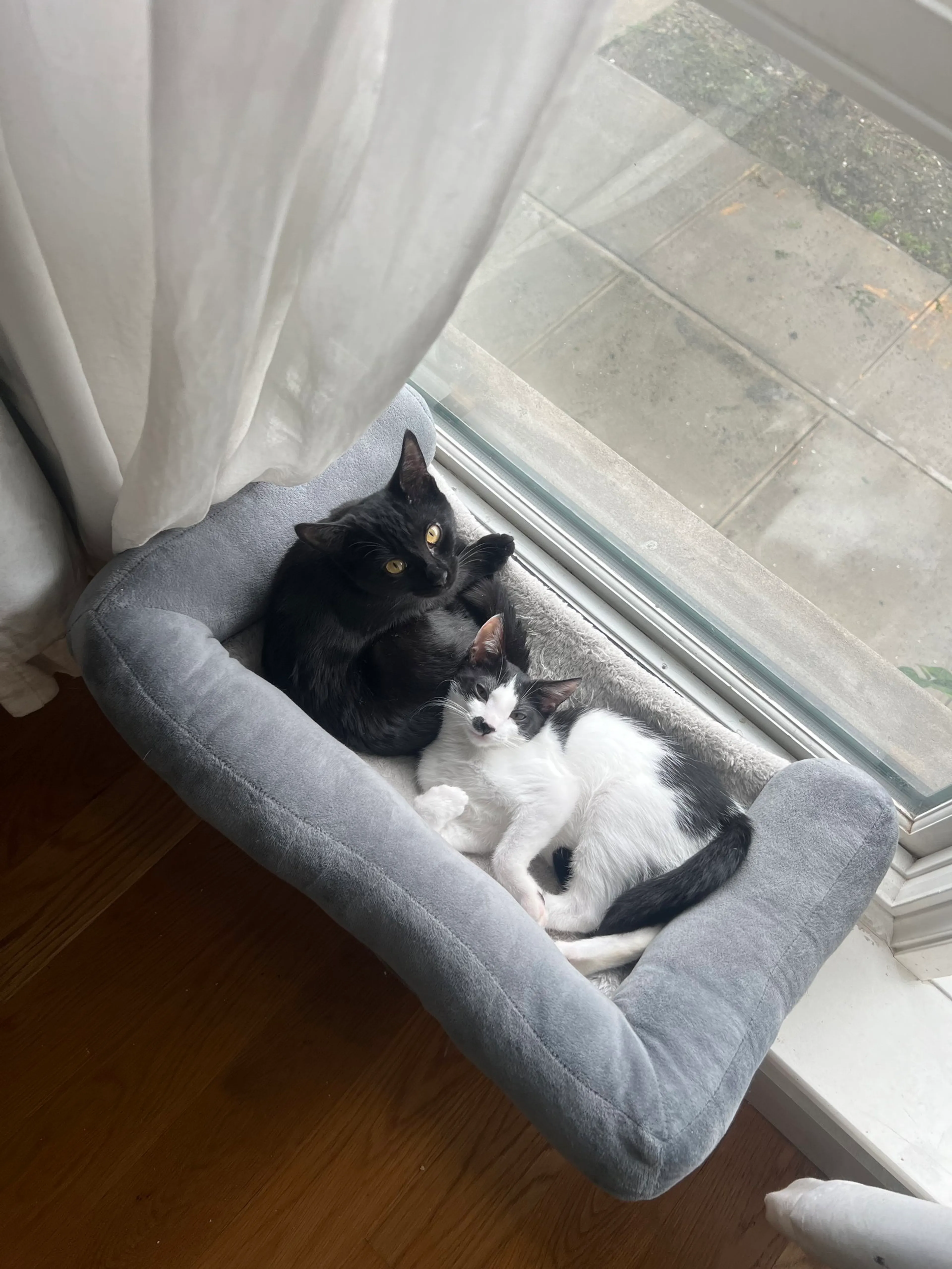 Found pet-0