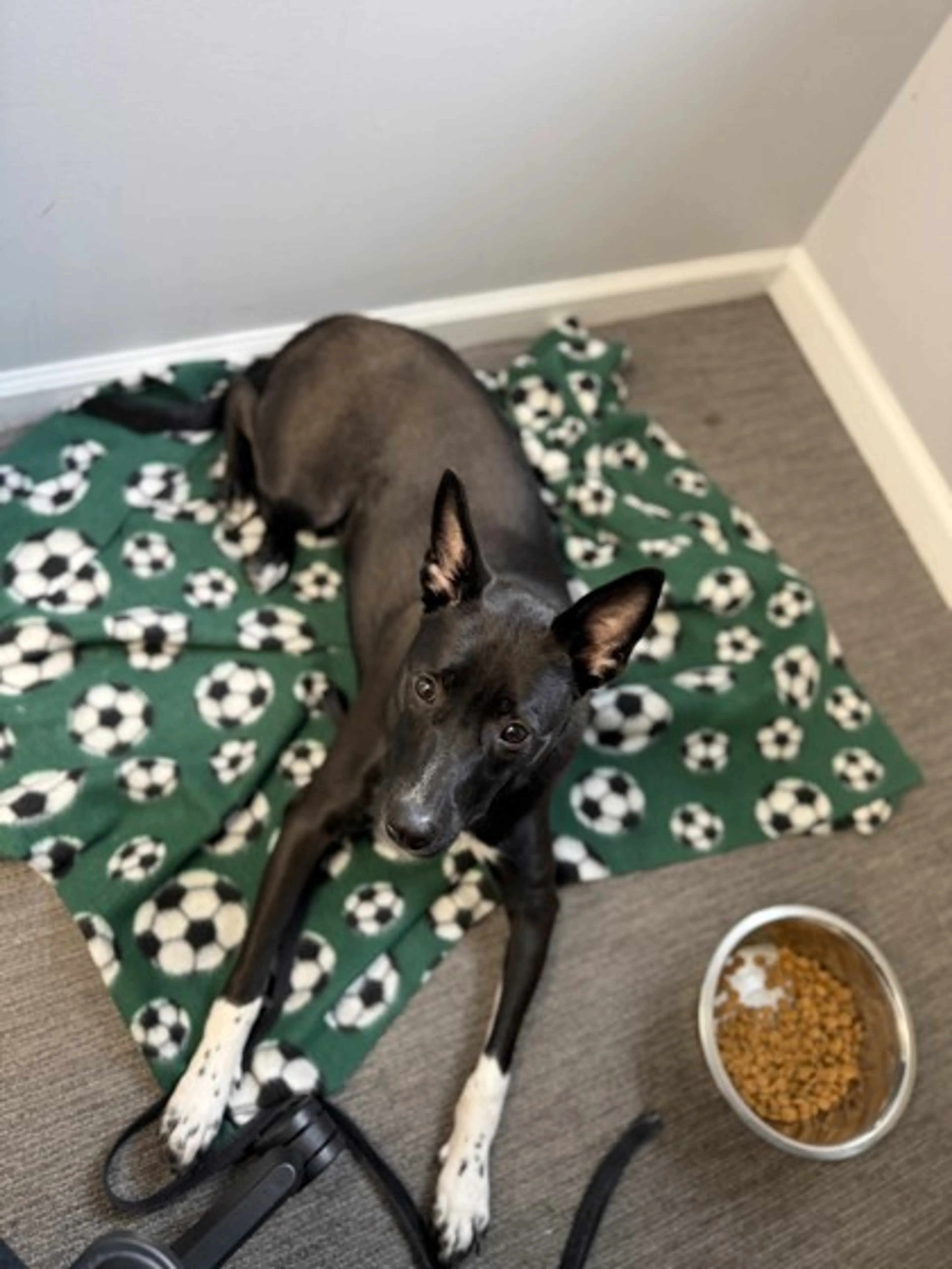 Found pet-1