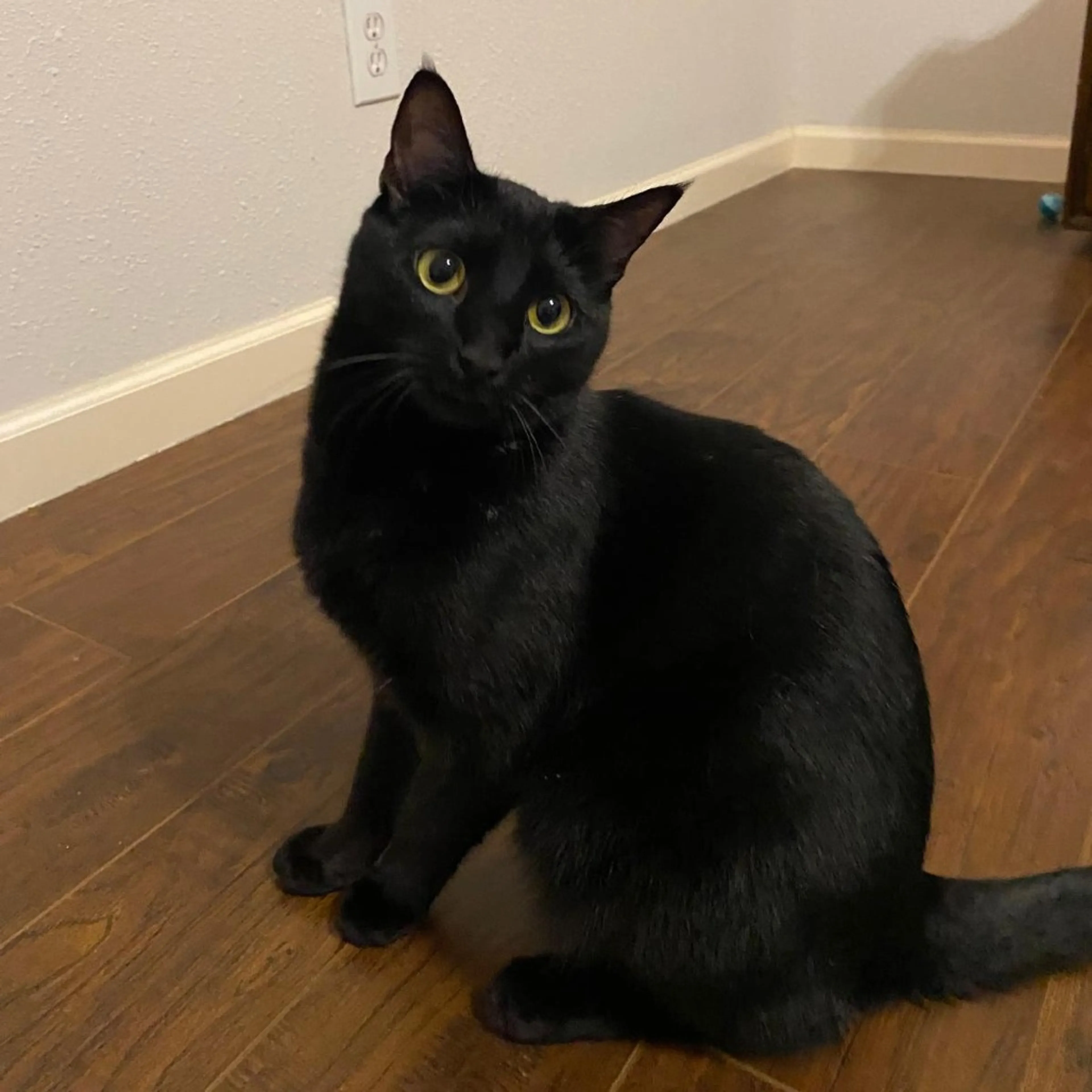 Found pet-2