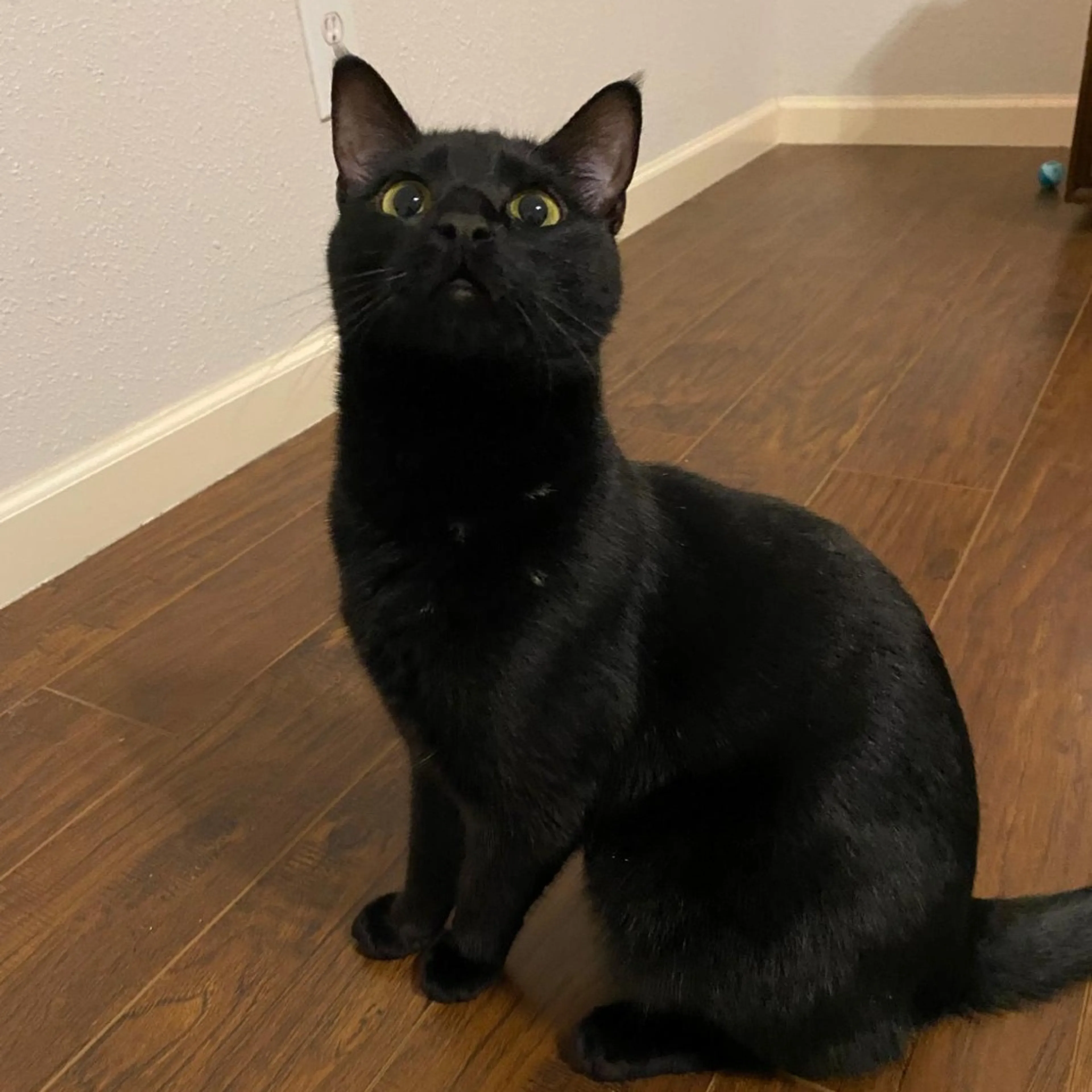 Found pet-1