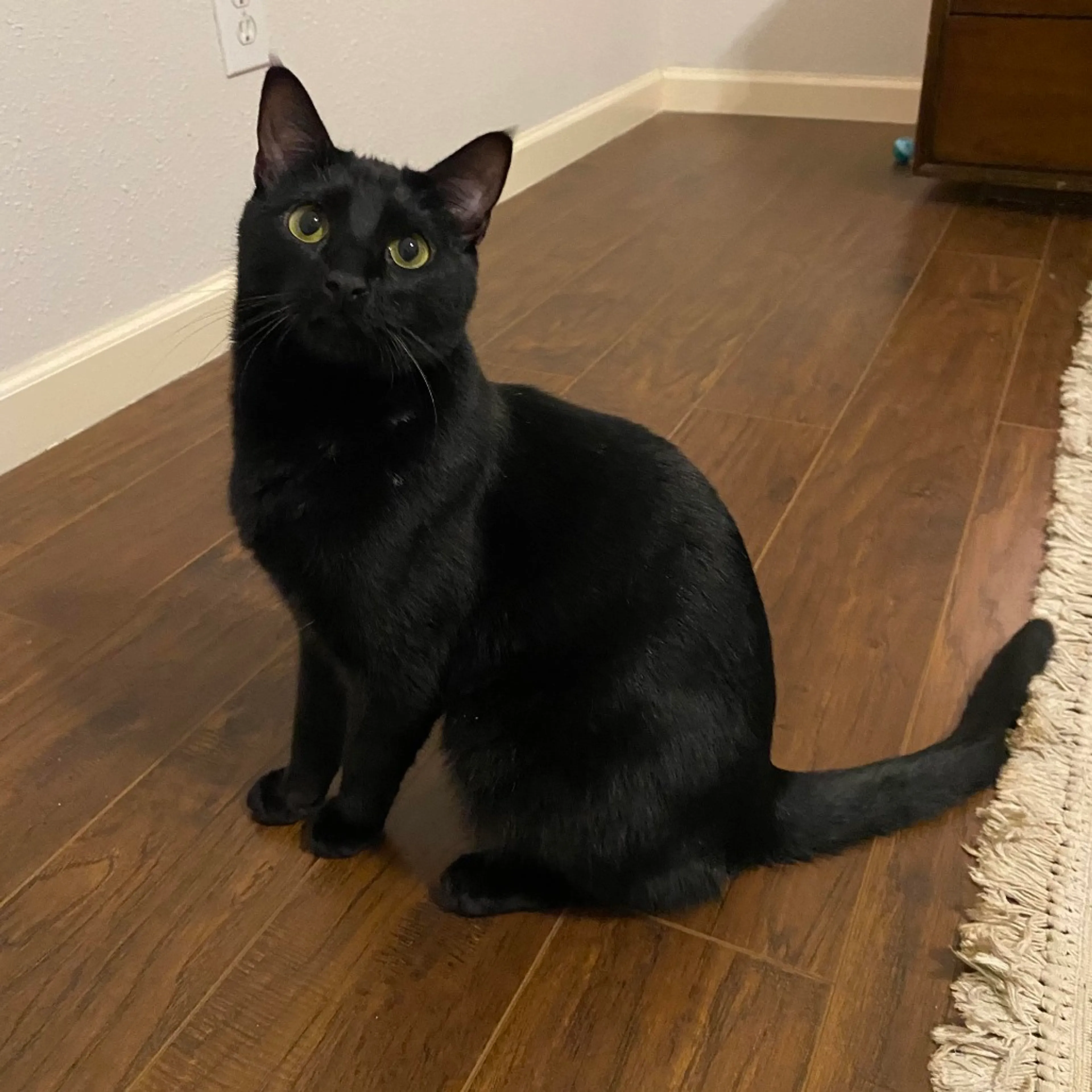 Found pet-3
