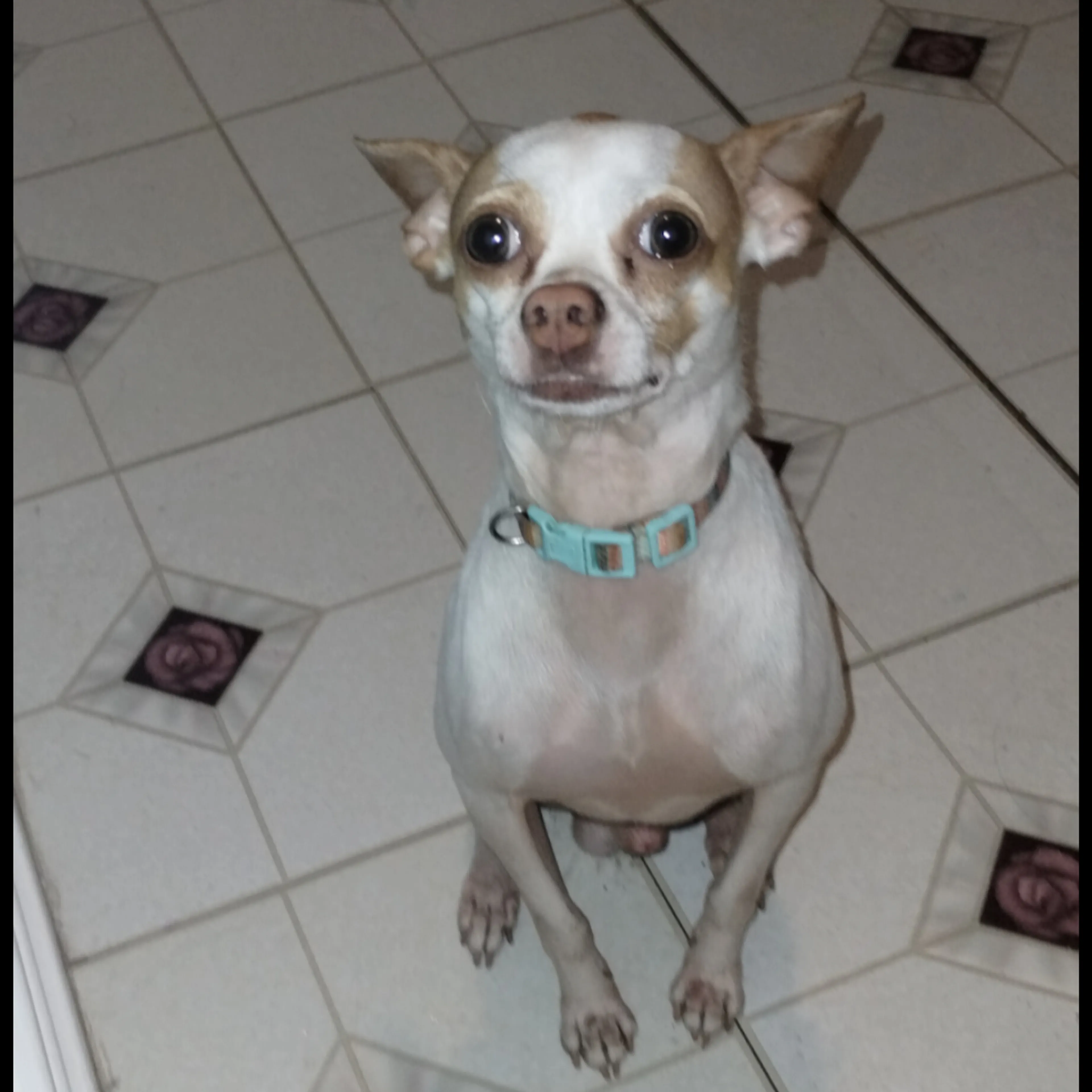 Lost pet-2