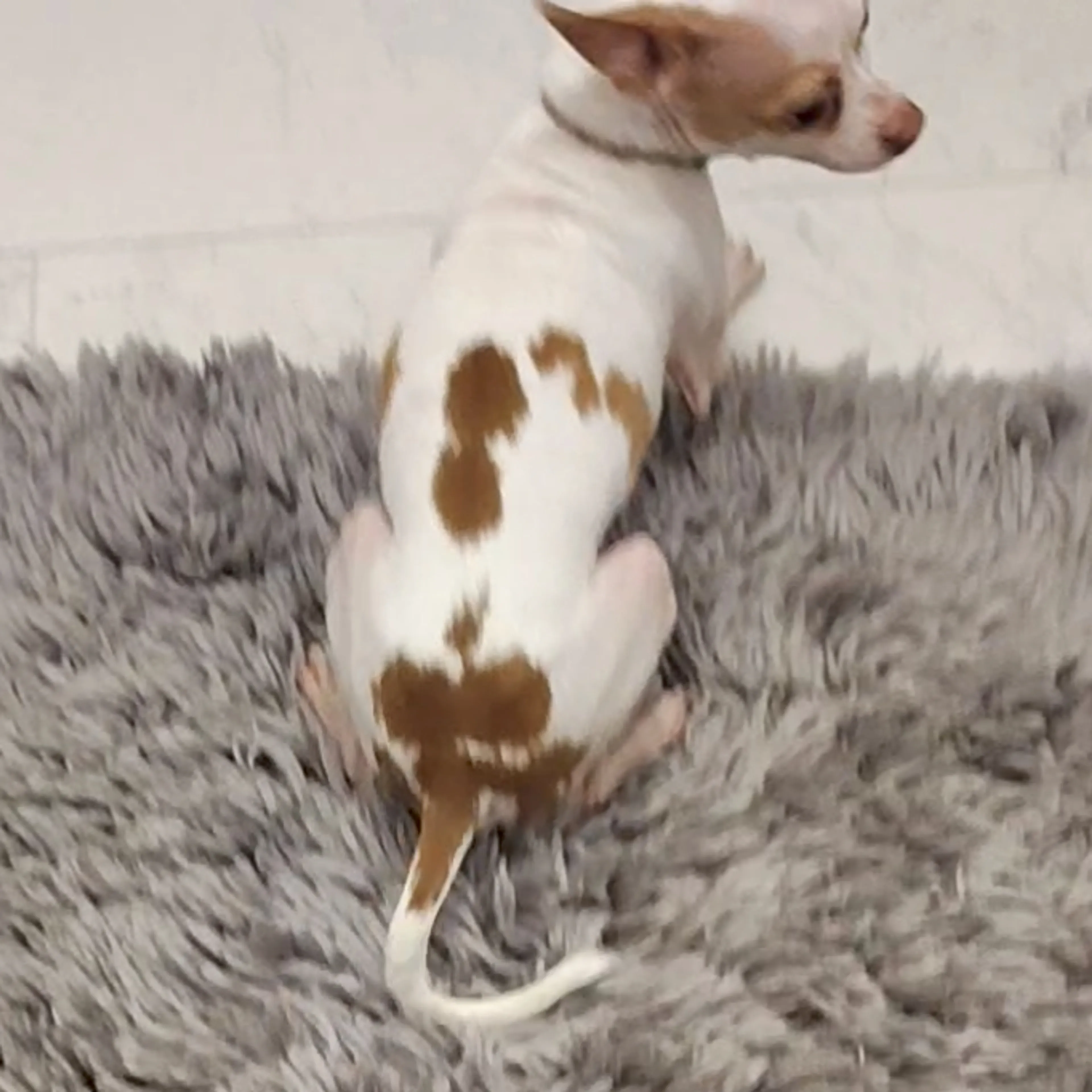 Lost pet-3